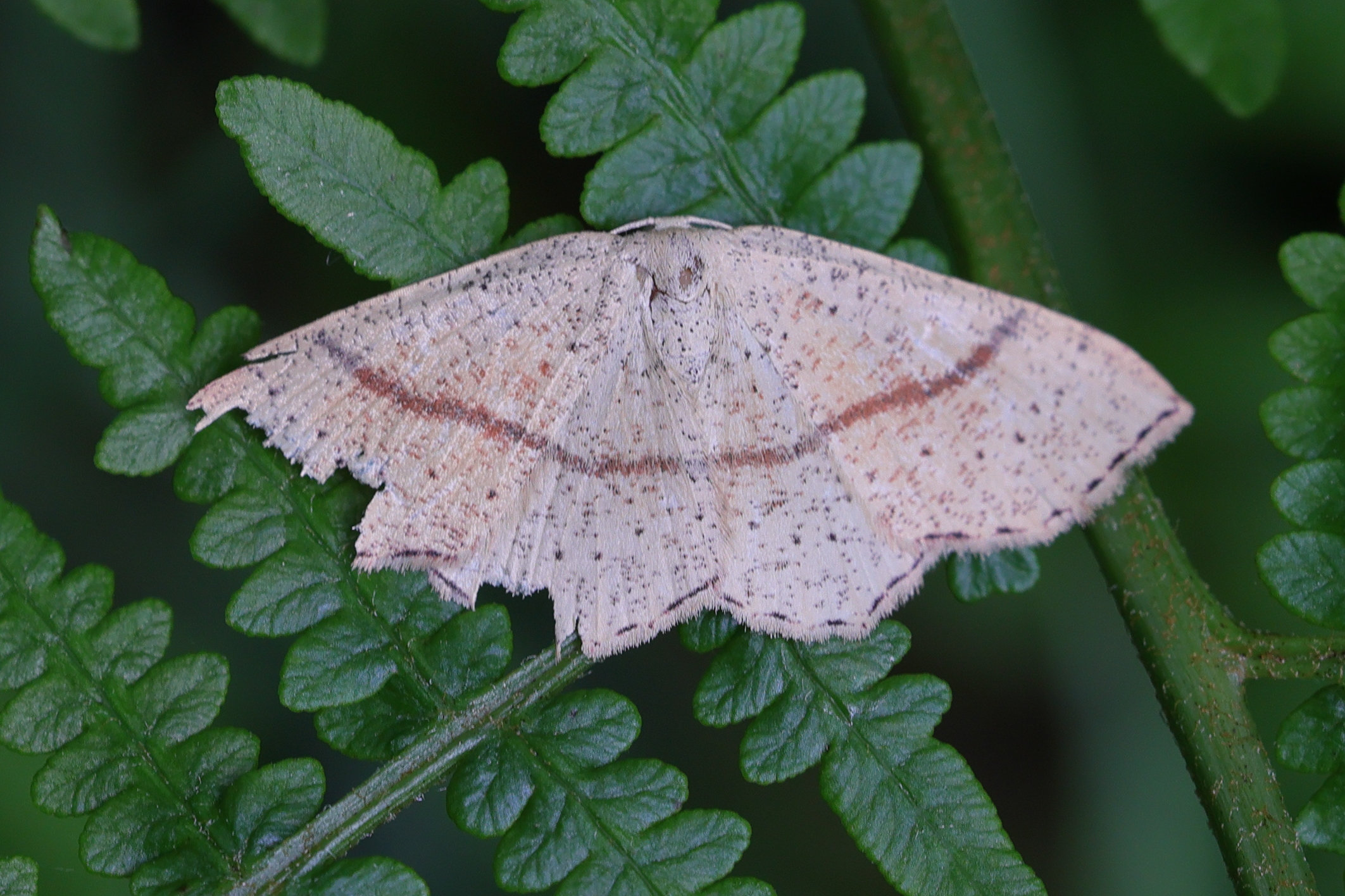 cyclophora_punctaria1md