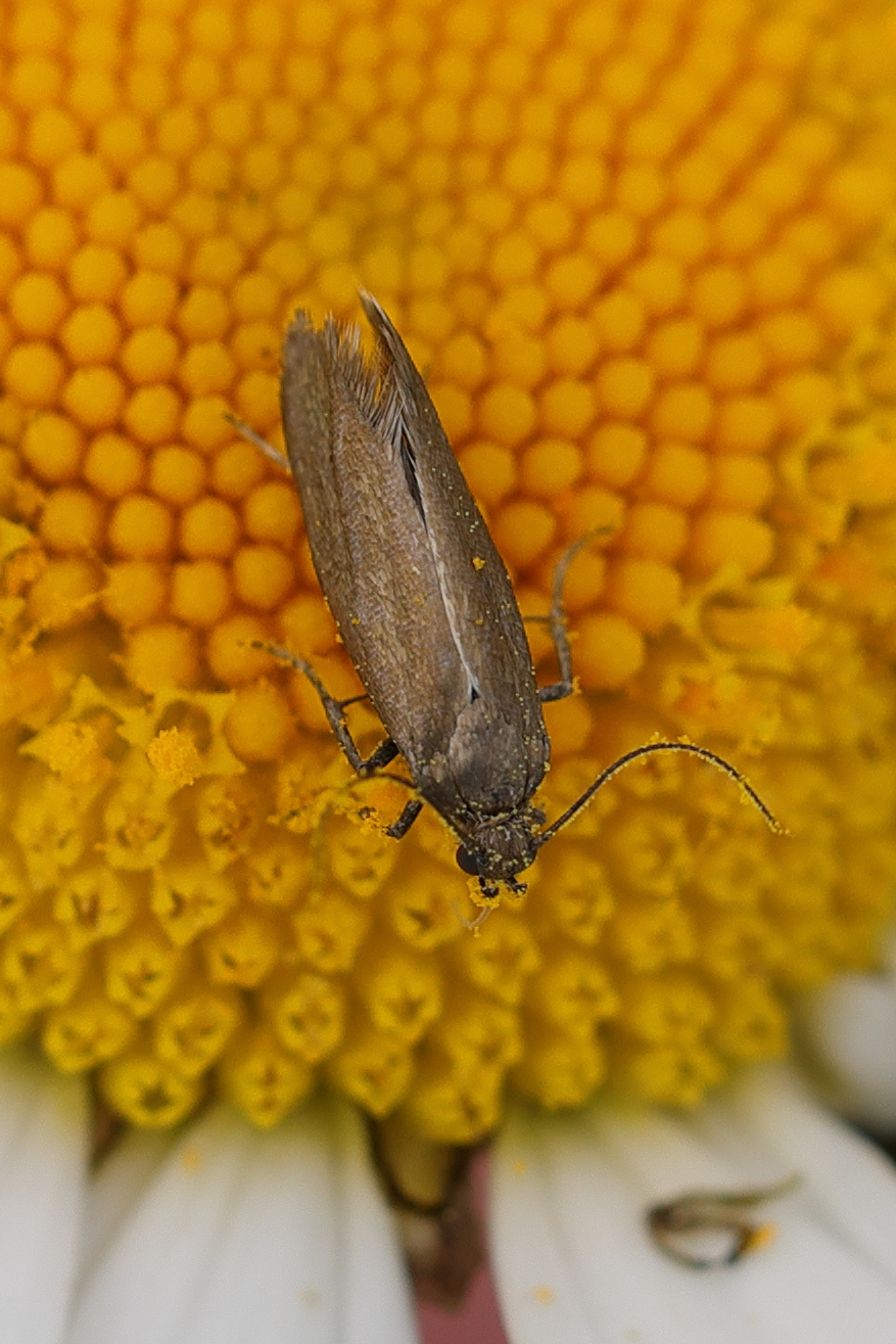 scythris_sp1md