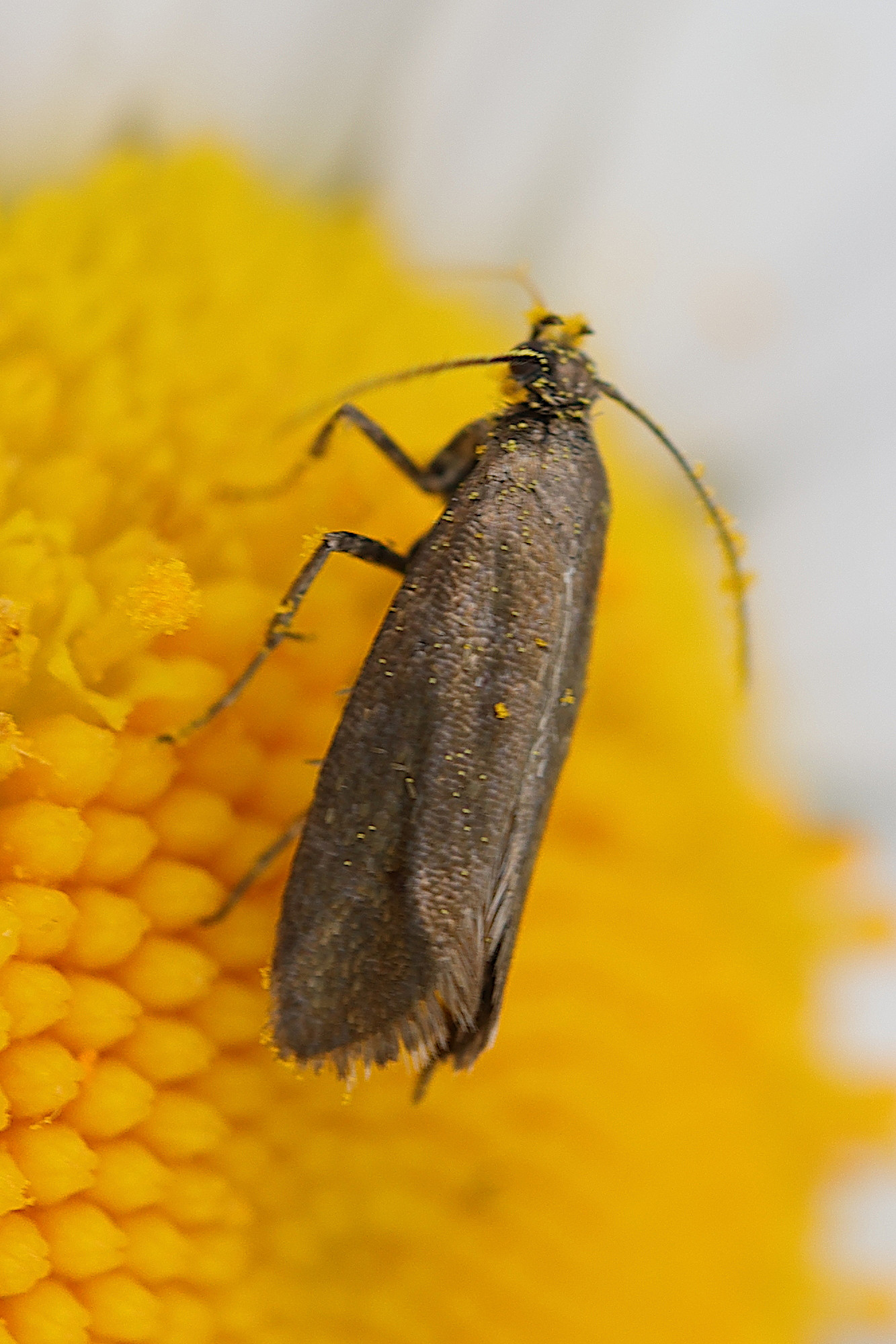 scythris_sp2md