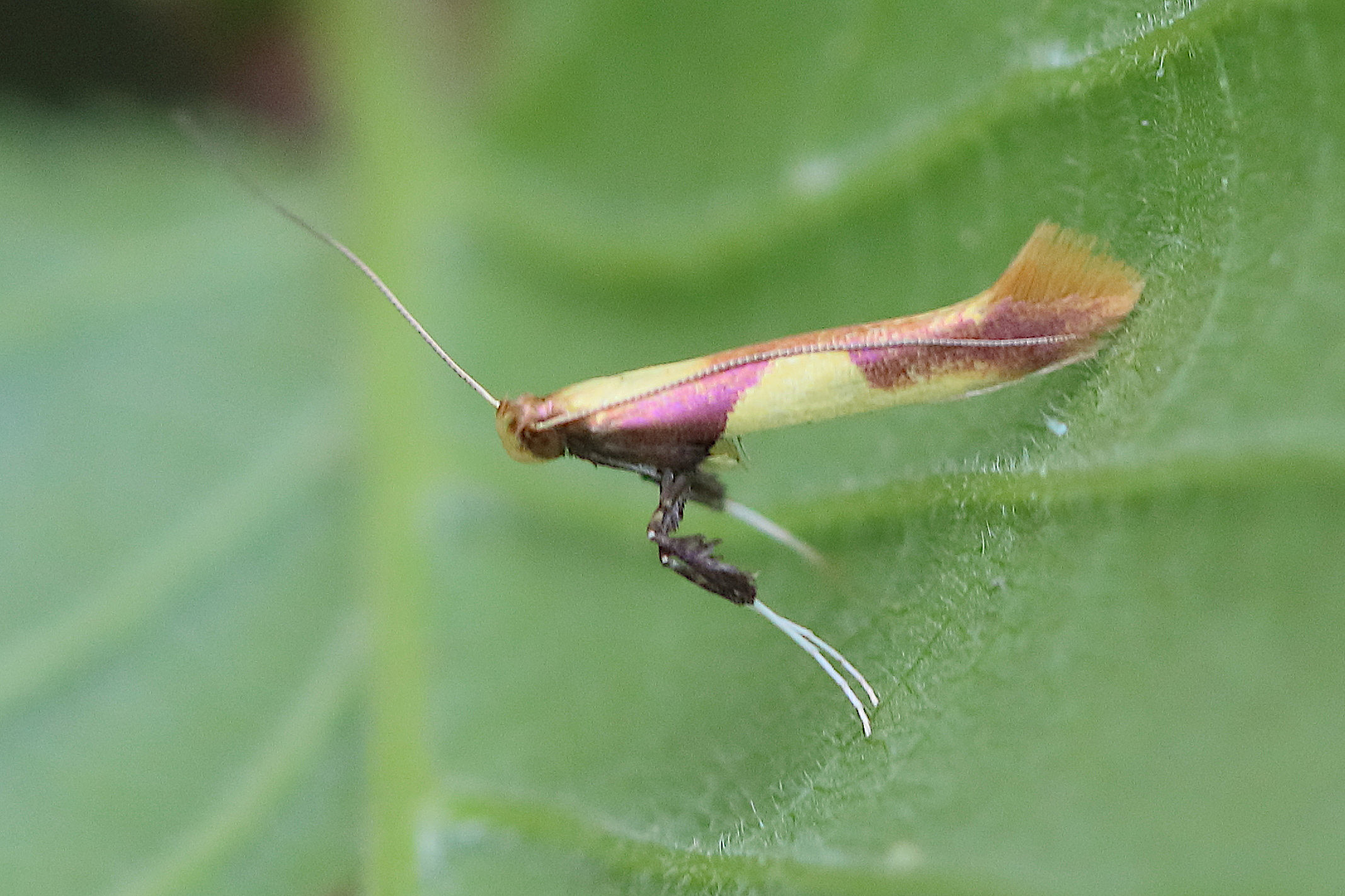 caloptilia_alchimiella1bd