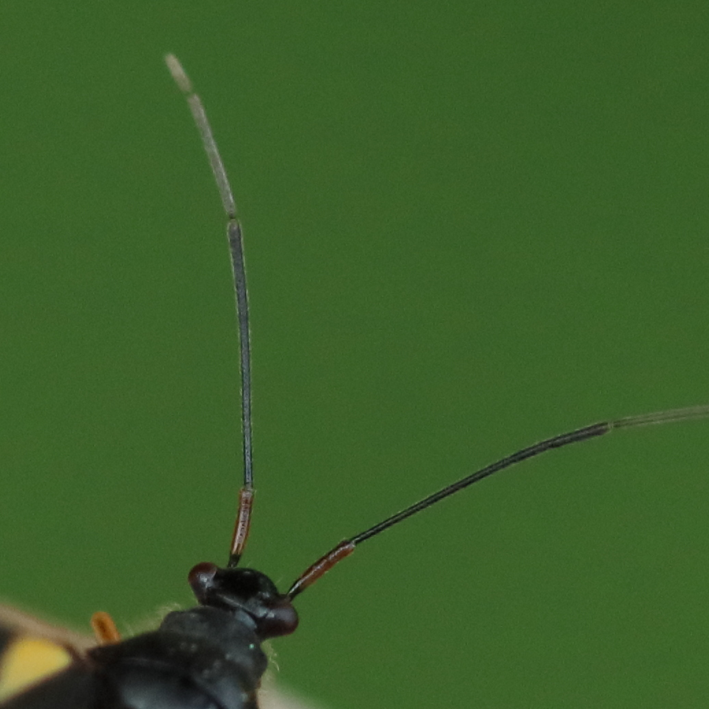 dryophilocoris_flavoquadrimaculatus3bd