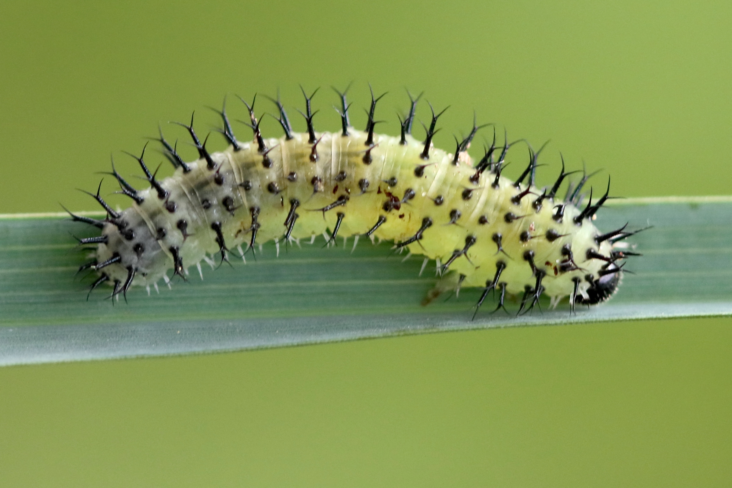 periclista_lineolata_larv1bdjpg