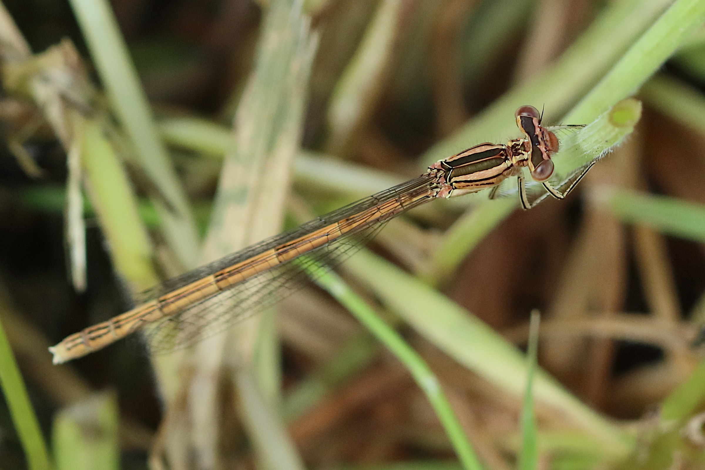 platycnemis_acutipennis6bd