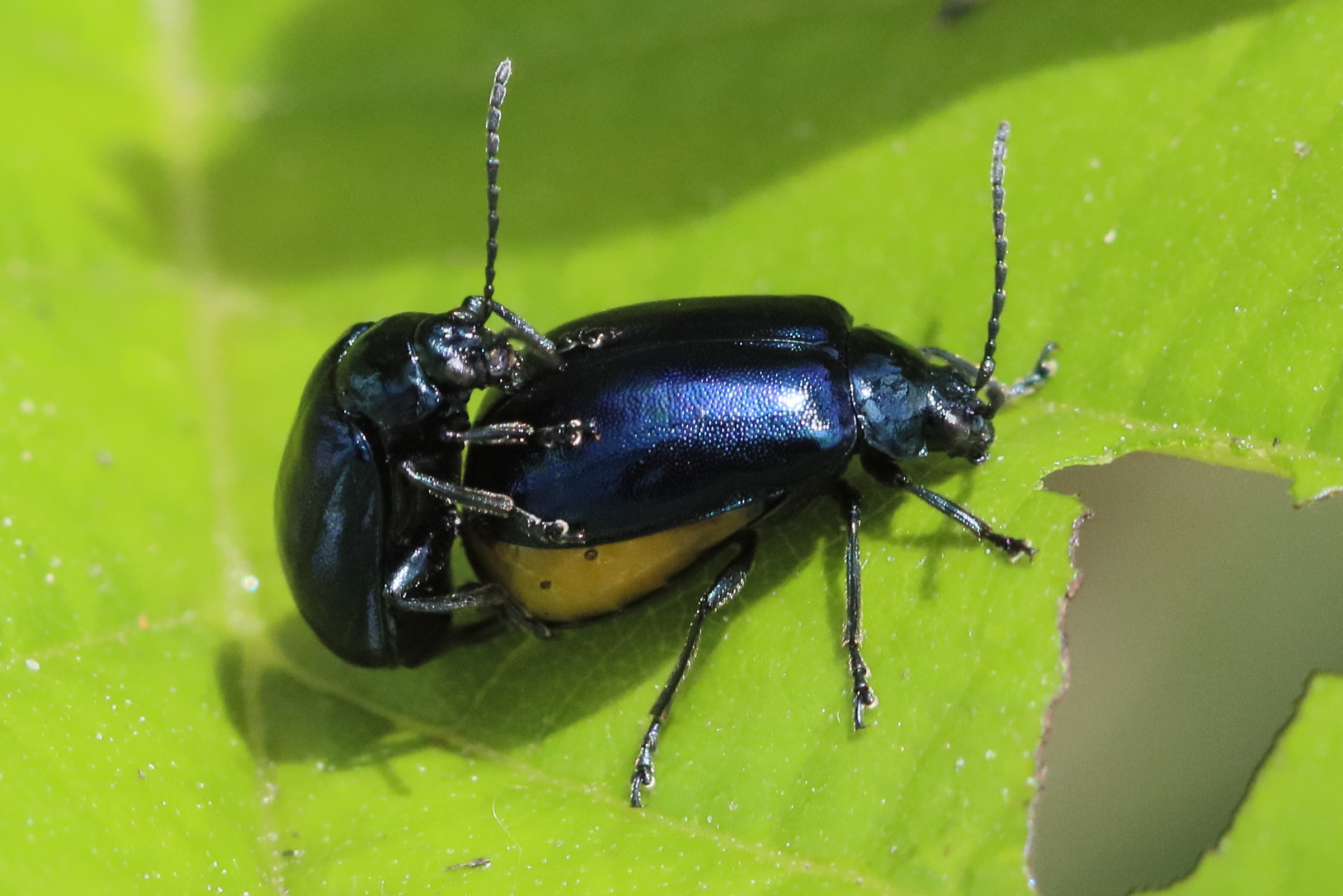 Afficher le média agelastica_alni10bd agelastica_alni10bd