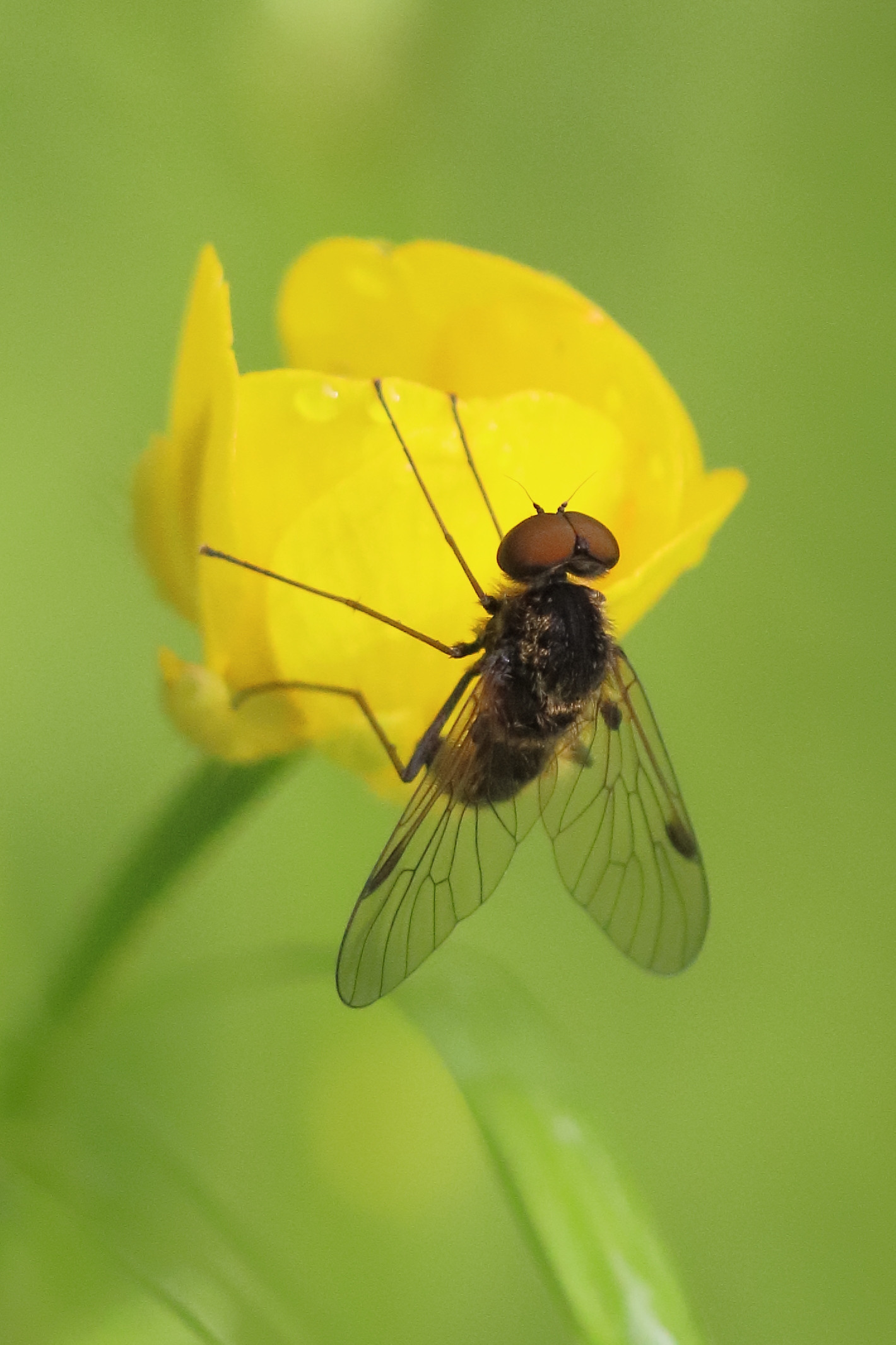 chrysopilus_cristatus2bd