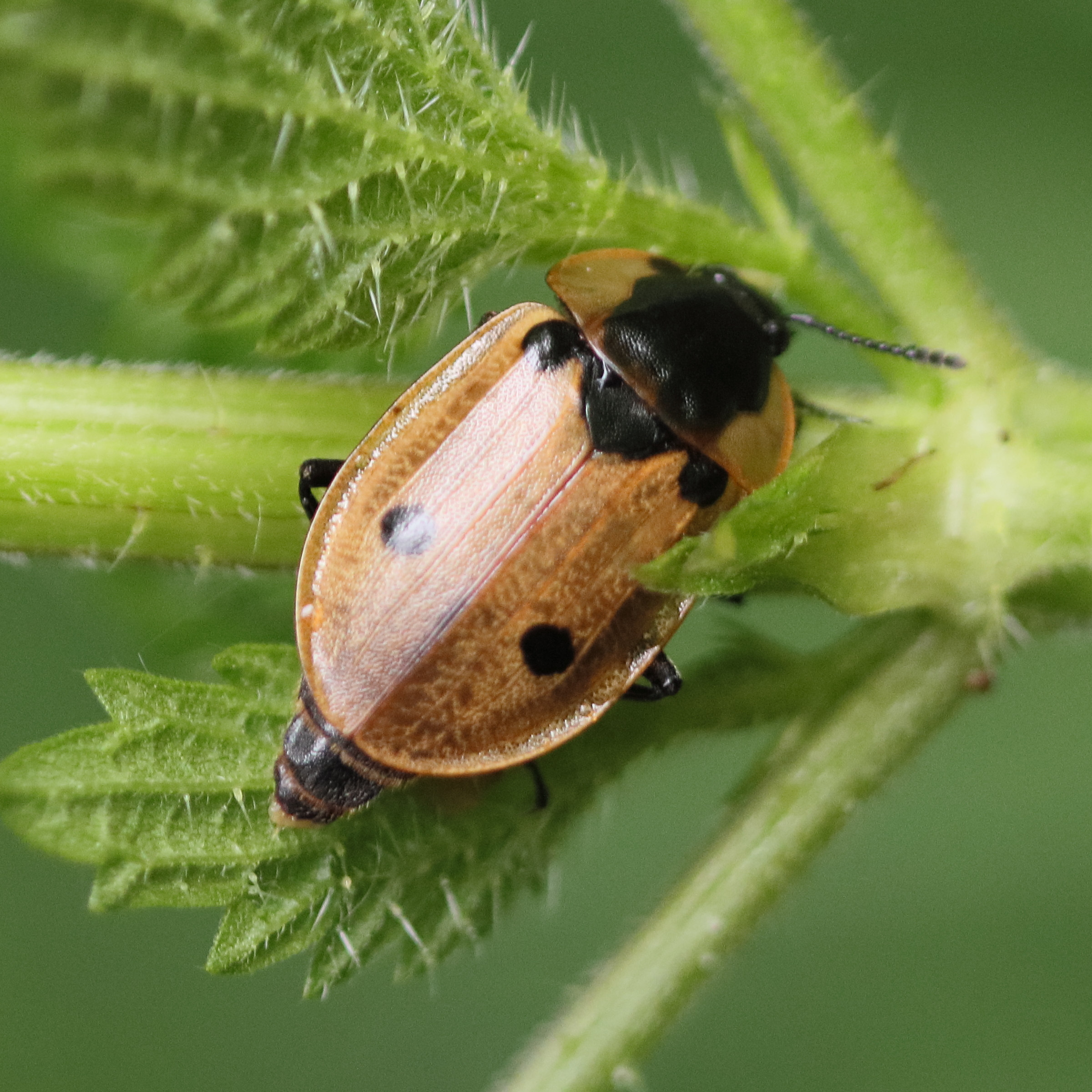 dendroxena_quadrimaculata2bd