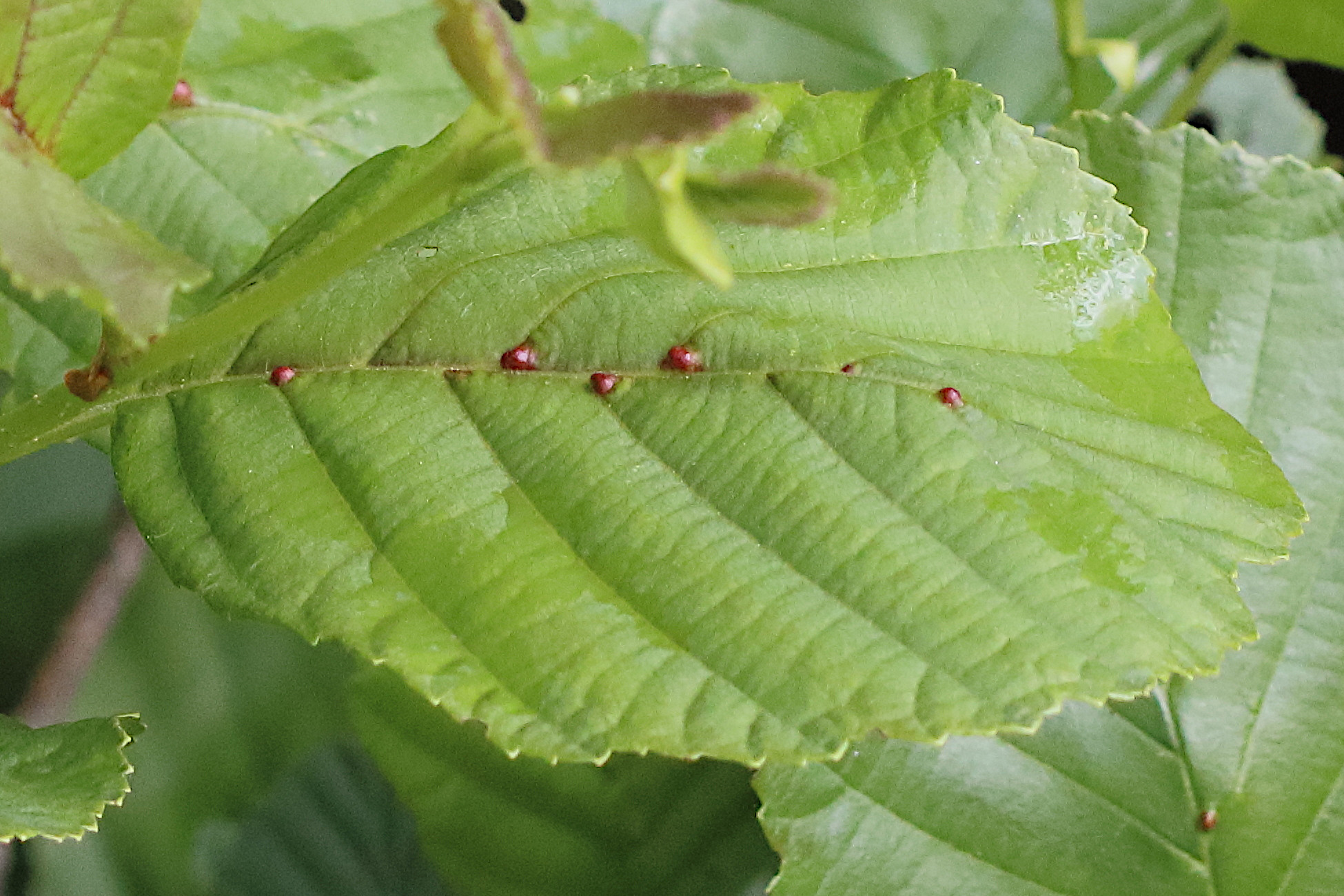 Afficher le média eriophyes_laevis_galle5bd eriophyes_laevis_galle5bd