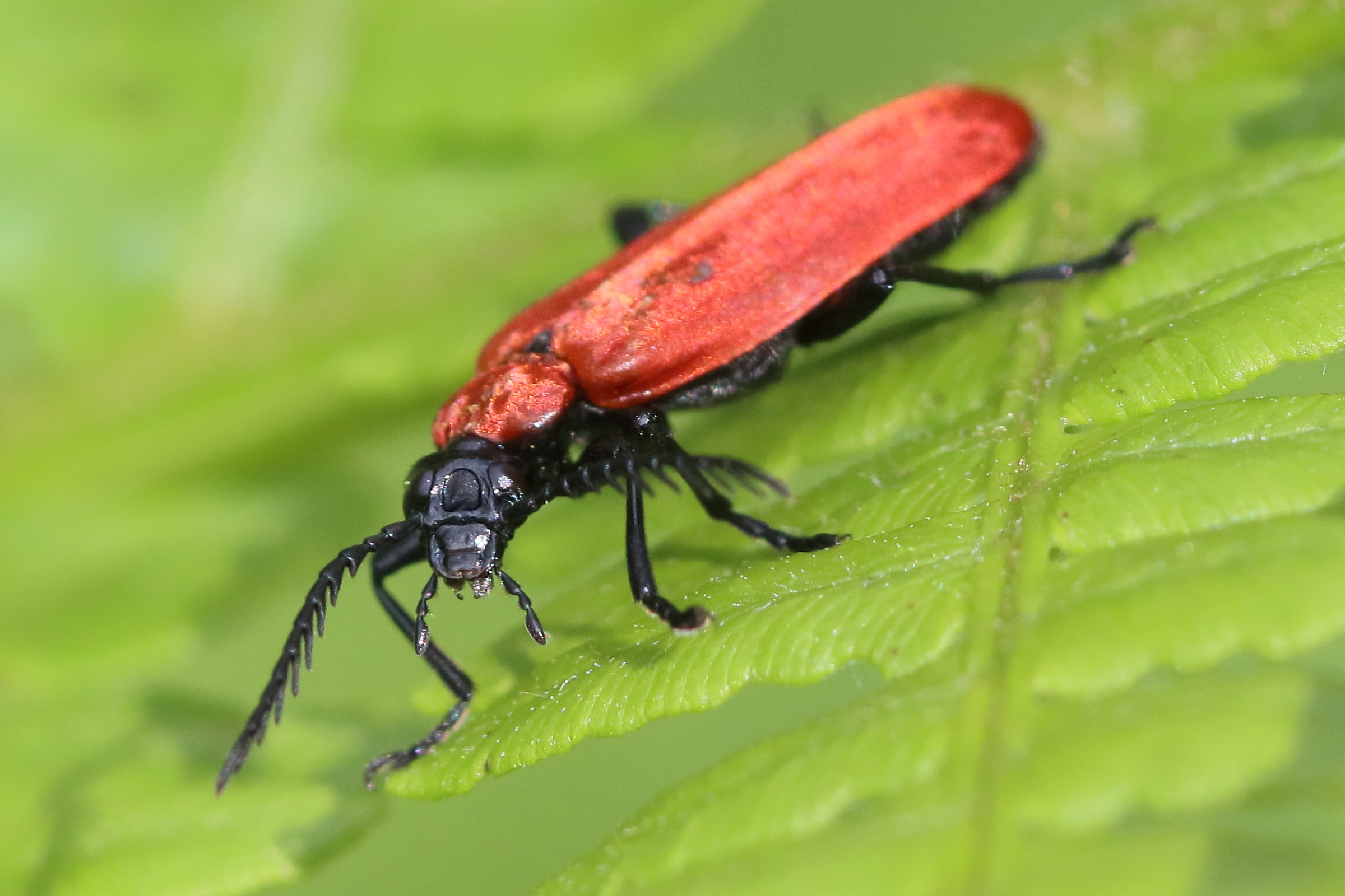 pyrochroa_coccinea3bd