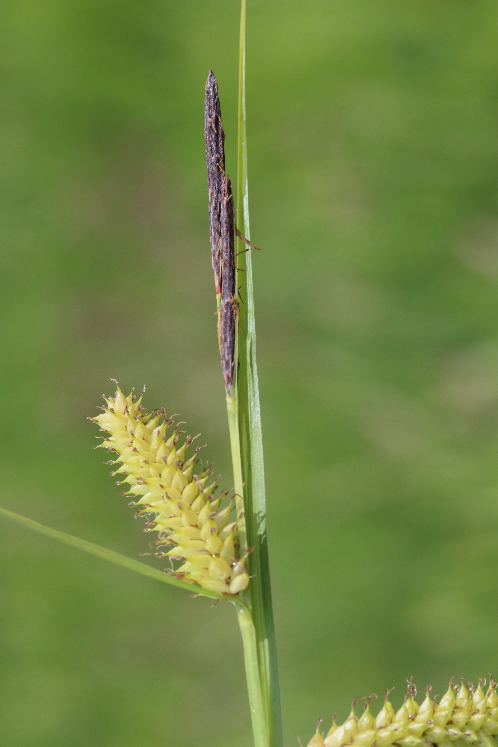 Afficher le média carex_vesicaria7bd carex_vesicaria7bd