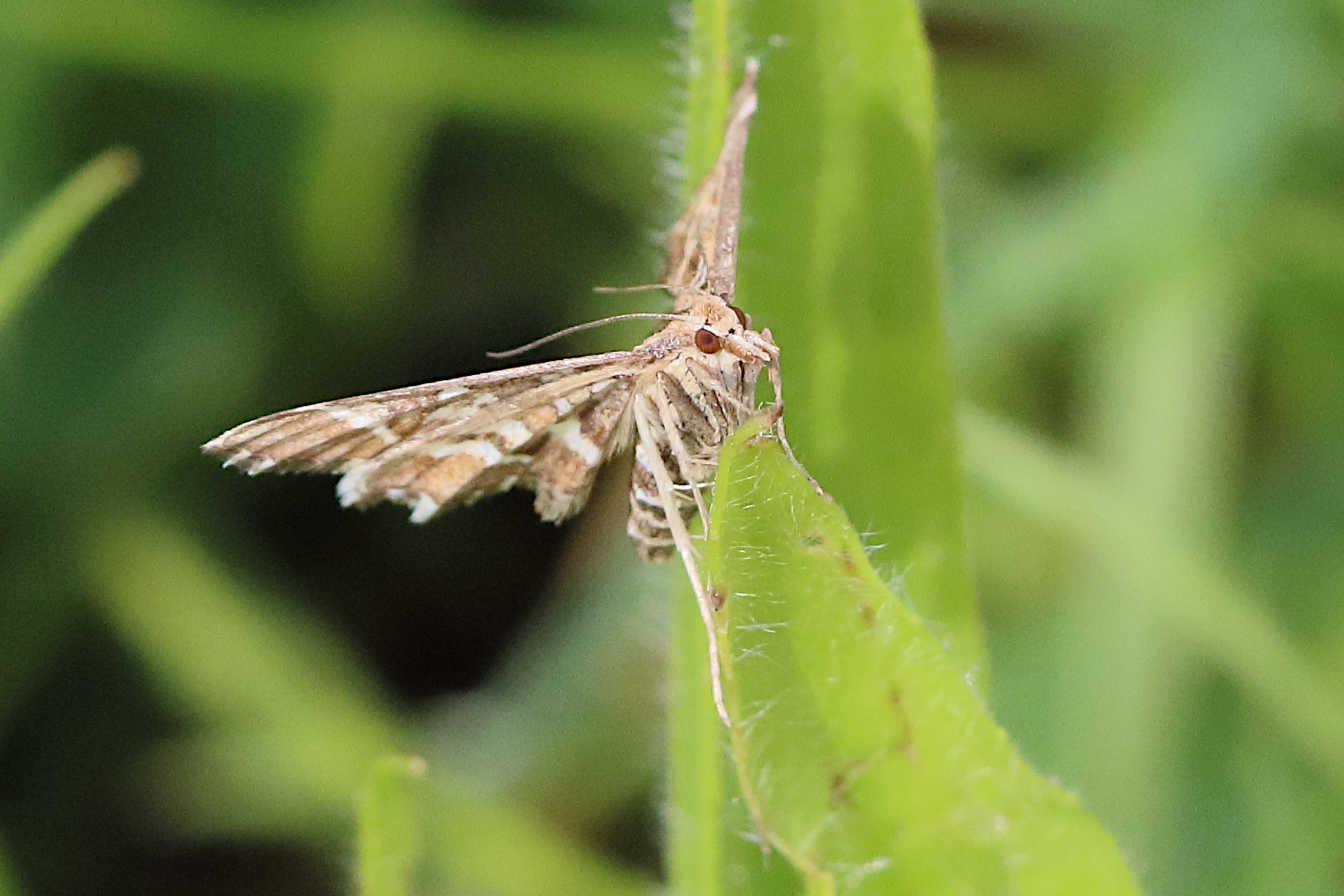 diasemia_reticularis3bd