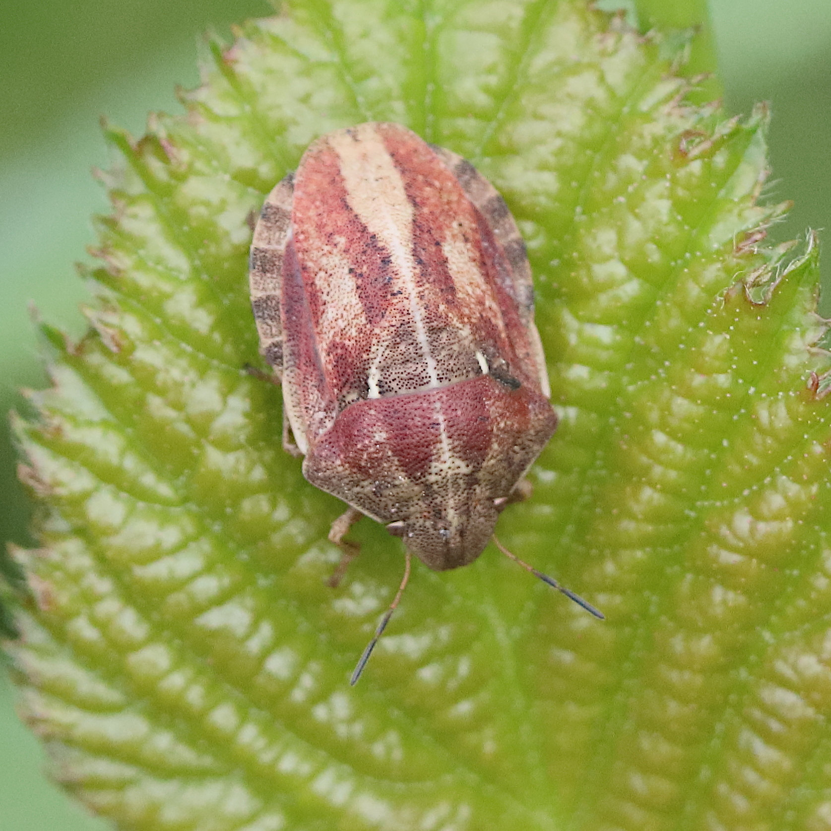 eurygaster_testudinaria1bd