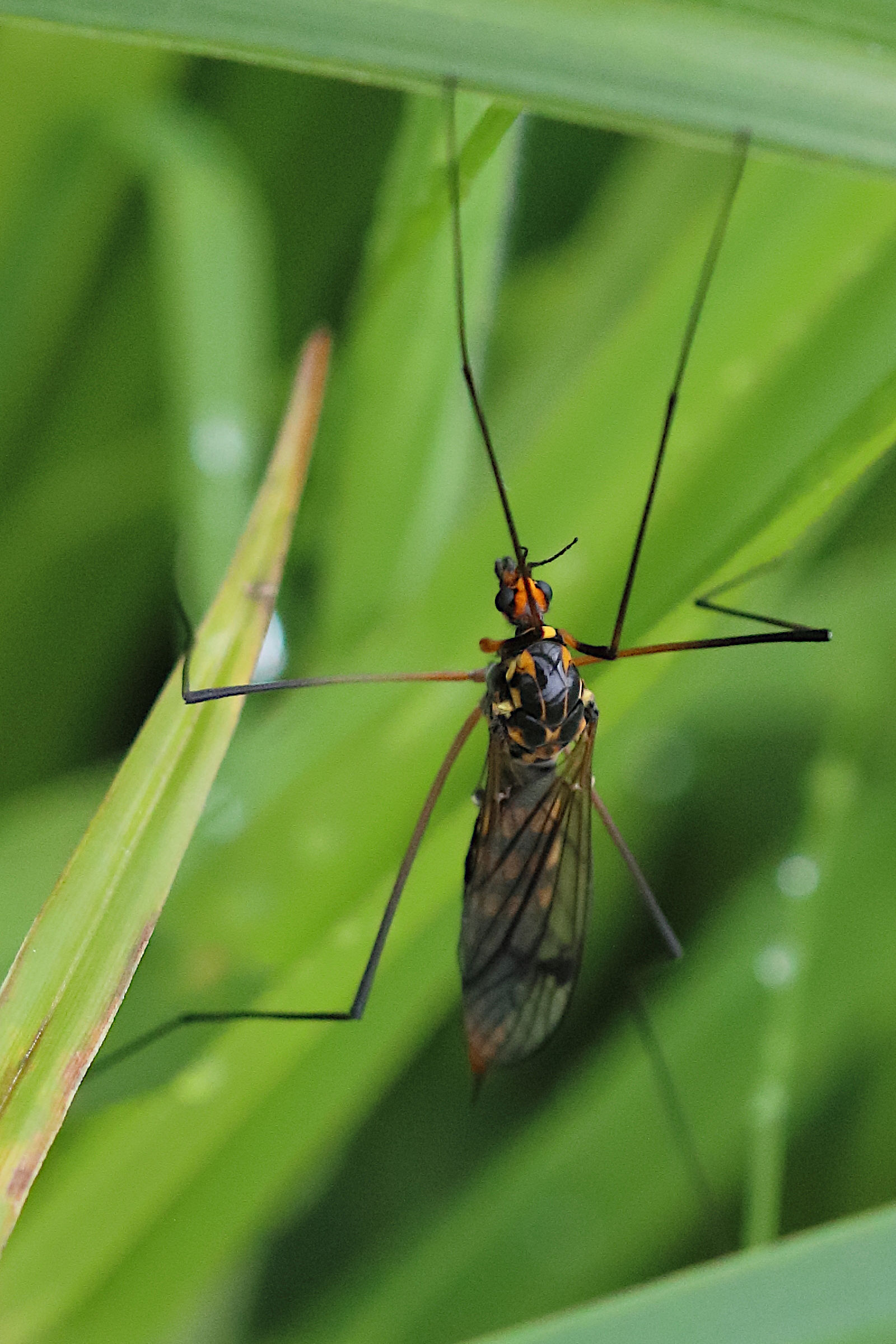 nephrotoma_crocata3bd