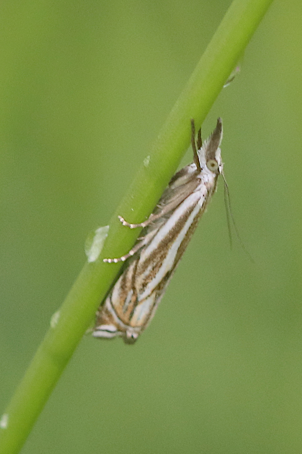crambus_lathoniellus4bd