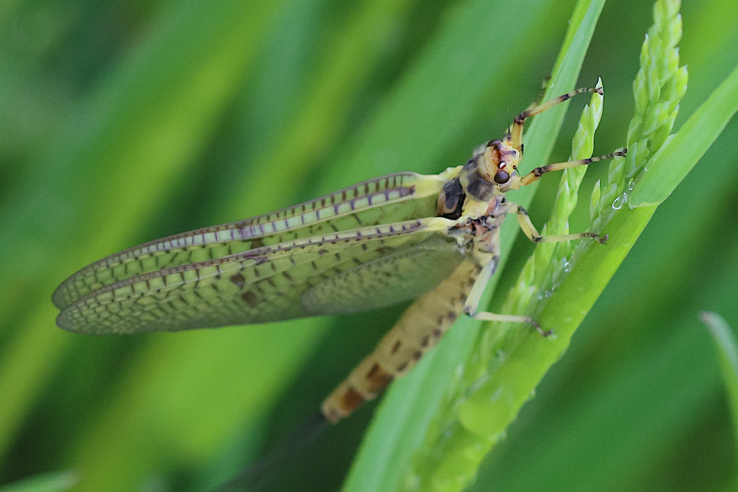 ephemera_danica_sub1bd