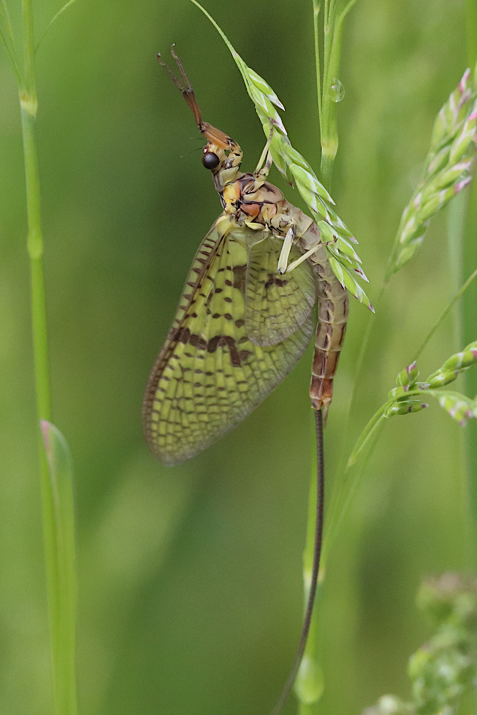 ephemera_danica_sub3bdjpg