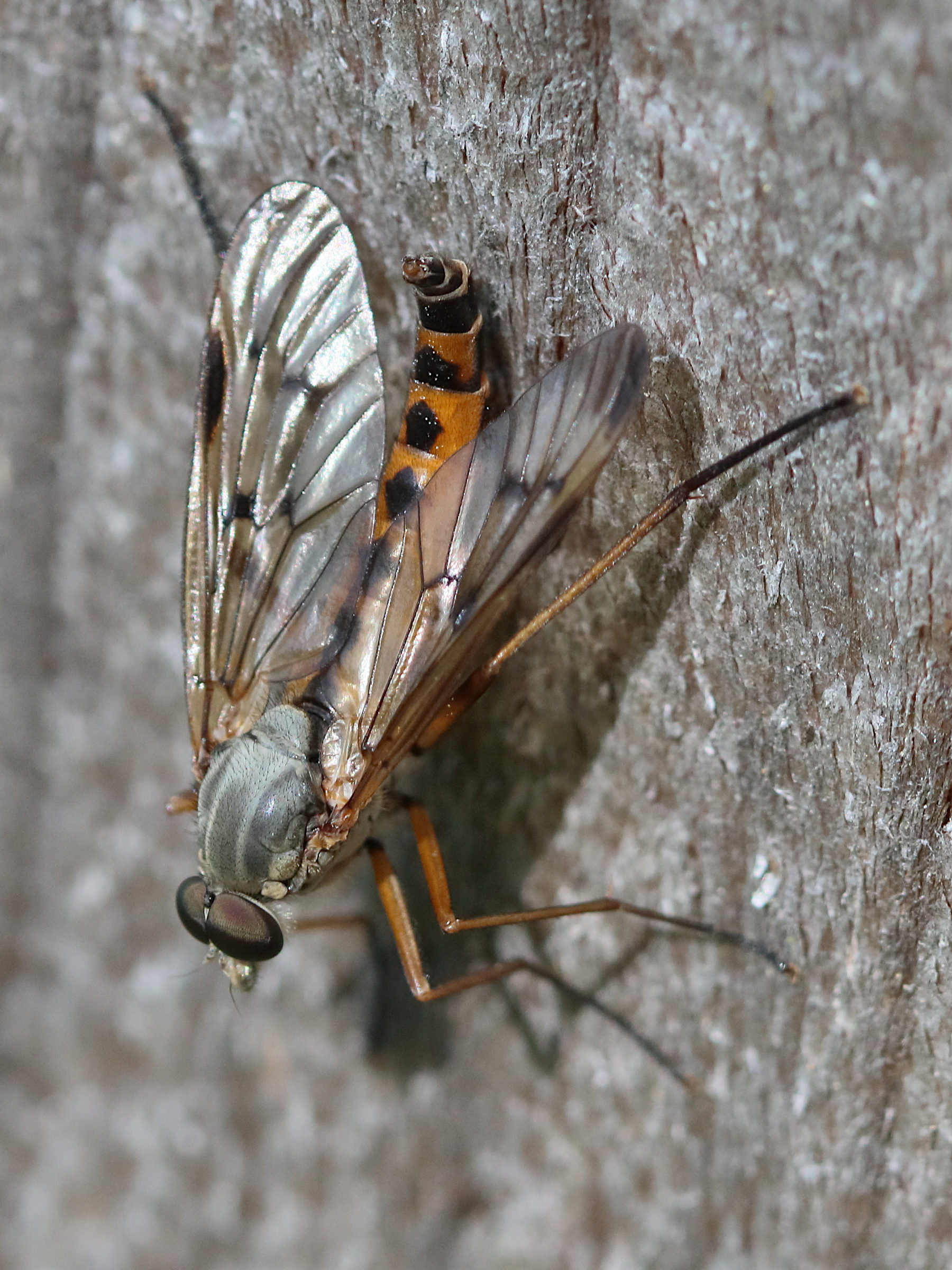 rhagio_scolopaceus1bd