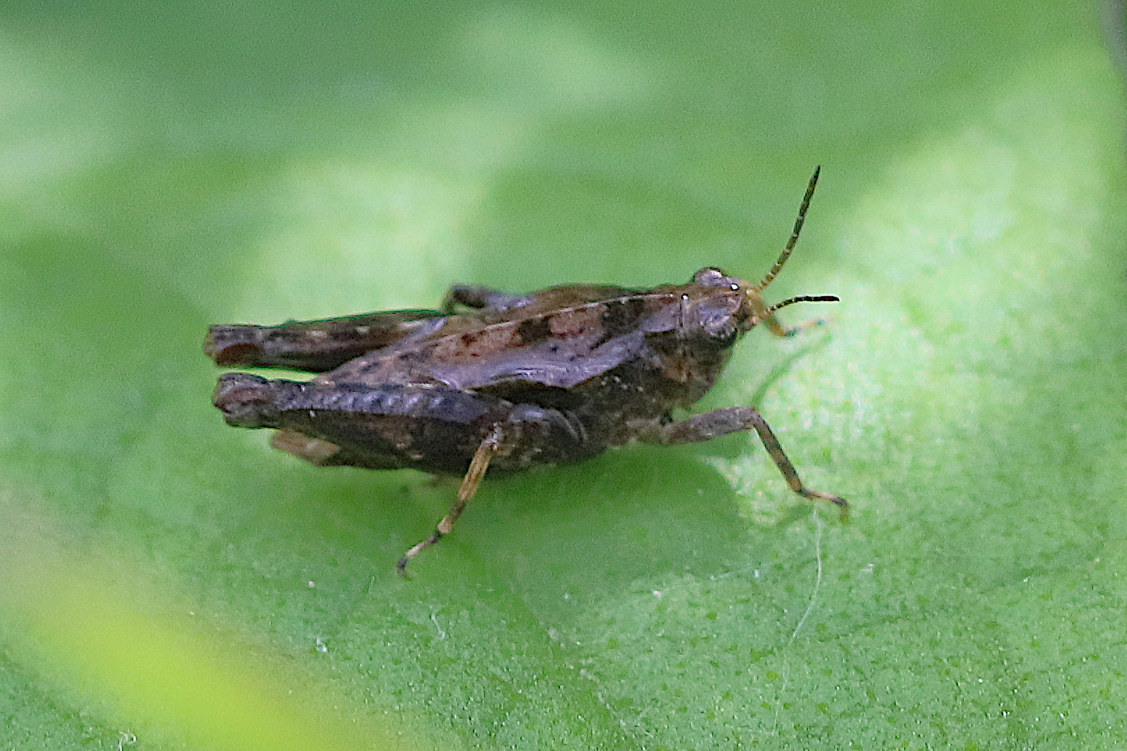 Afficher le média tetrix_undulata1bd tetrix_undulata1bd