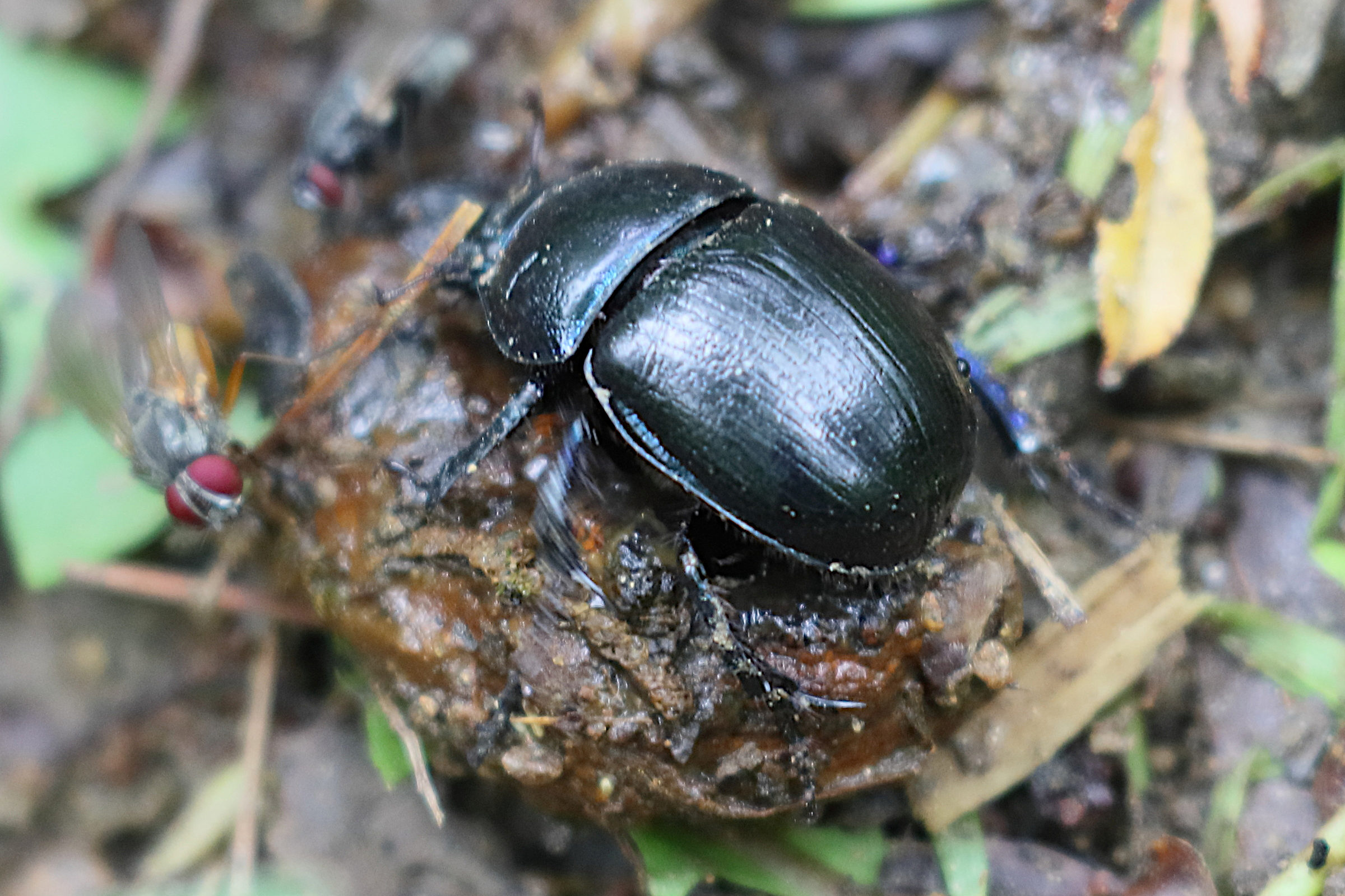 anoplotrupes_stercorosus6bd