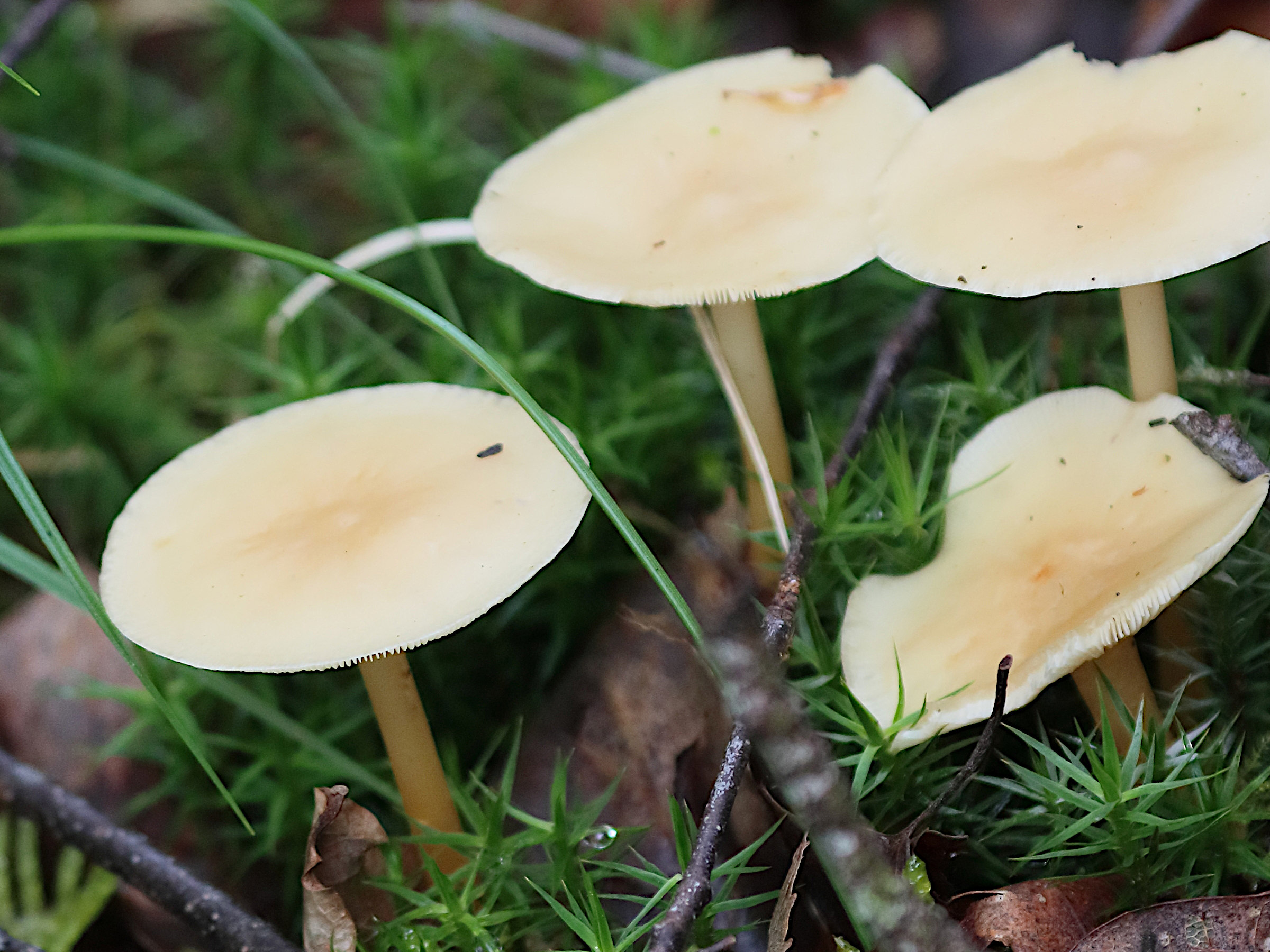 Afficher le média collybia_dryophila3bd collybia_dryophila3bd