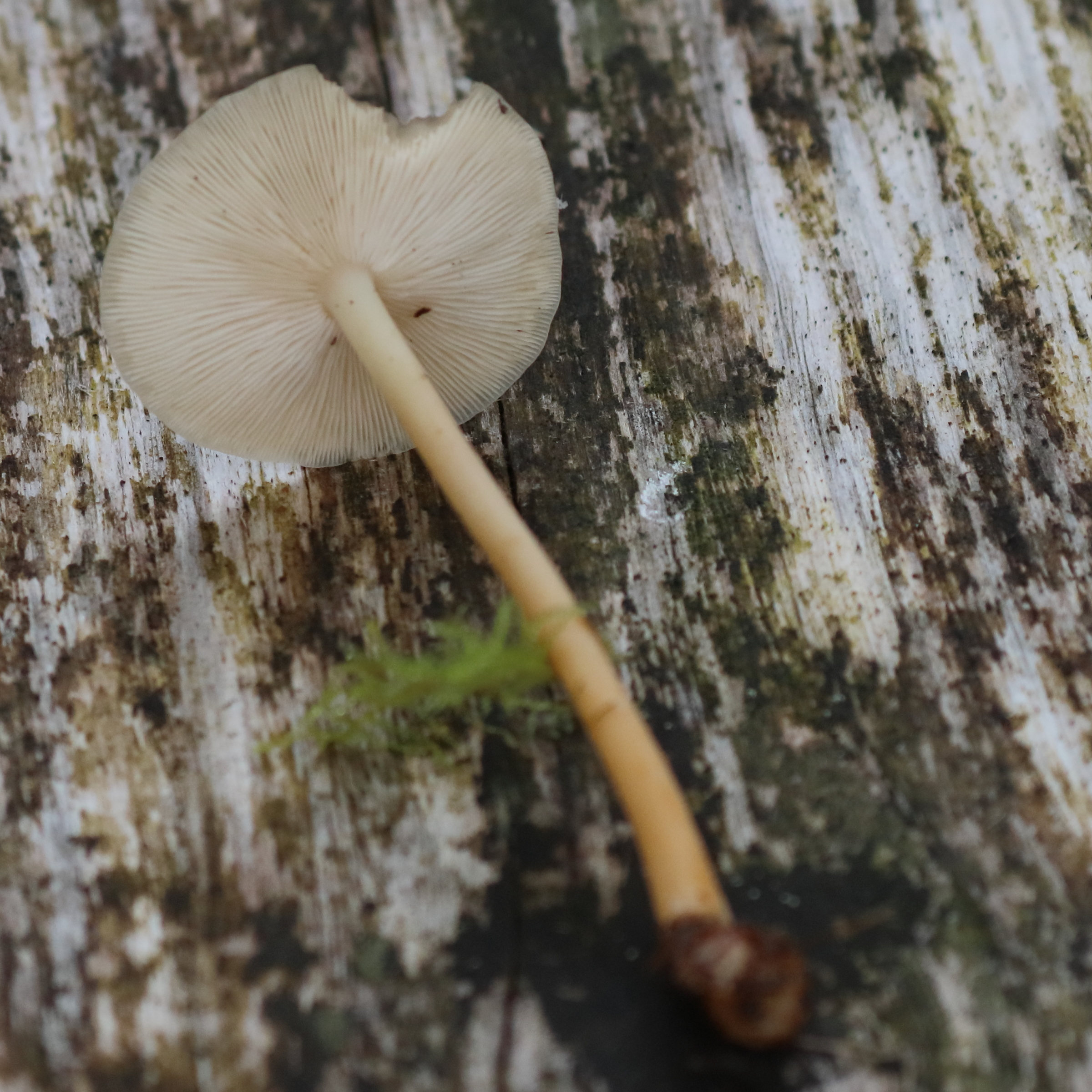 Afficher le média collybia_dryophila4bd collybia_dryophila4bd