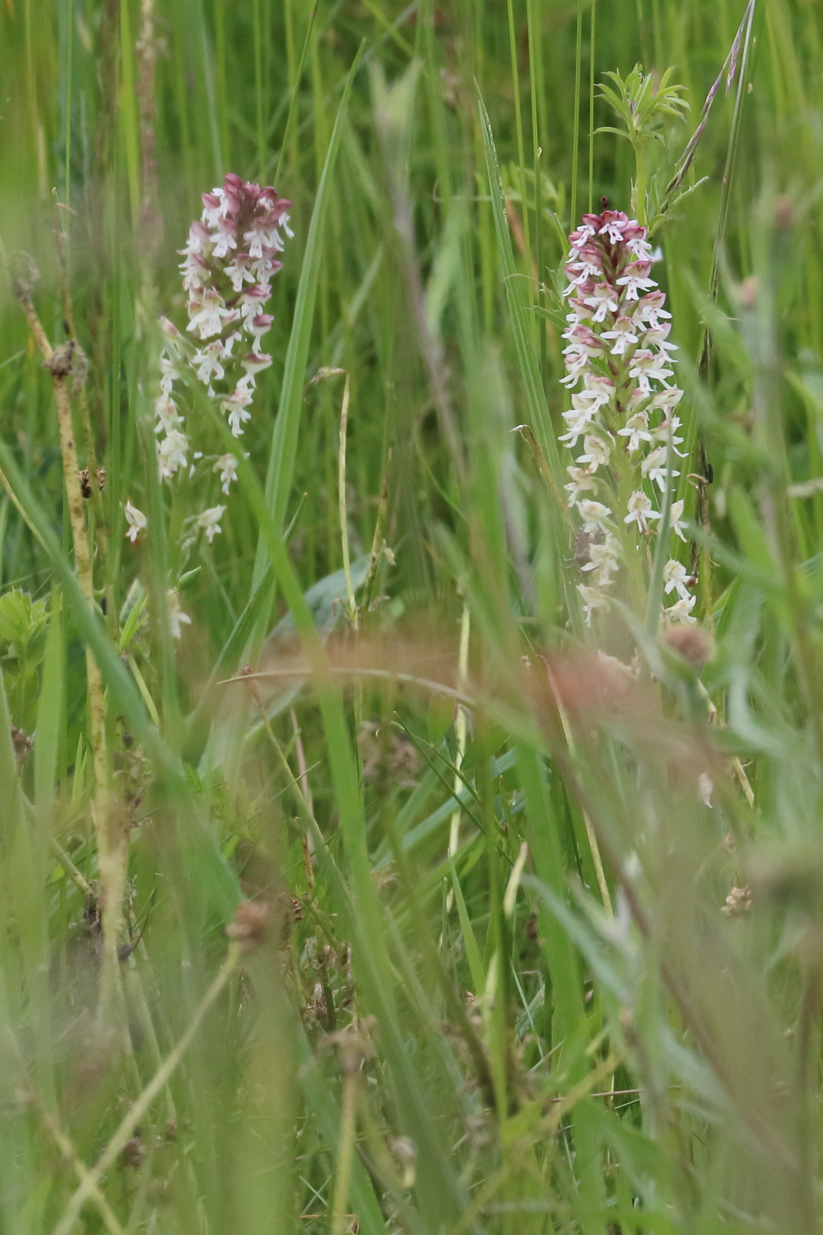 Afficher le média neotinea_ustulata1bd neotinea_ustulata1bd