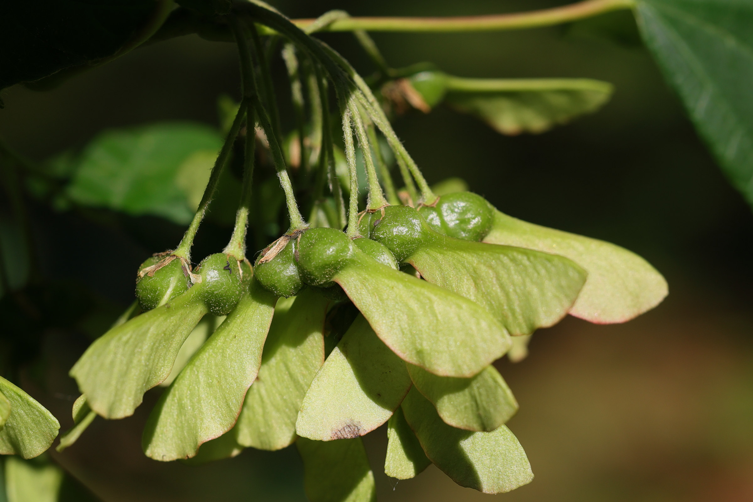 Afficher le média acer_opalus7md acer_opalus7md