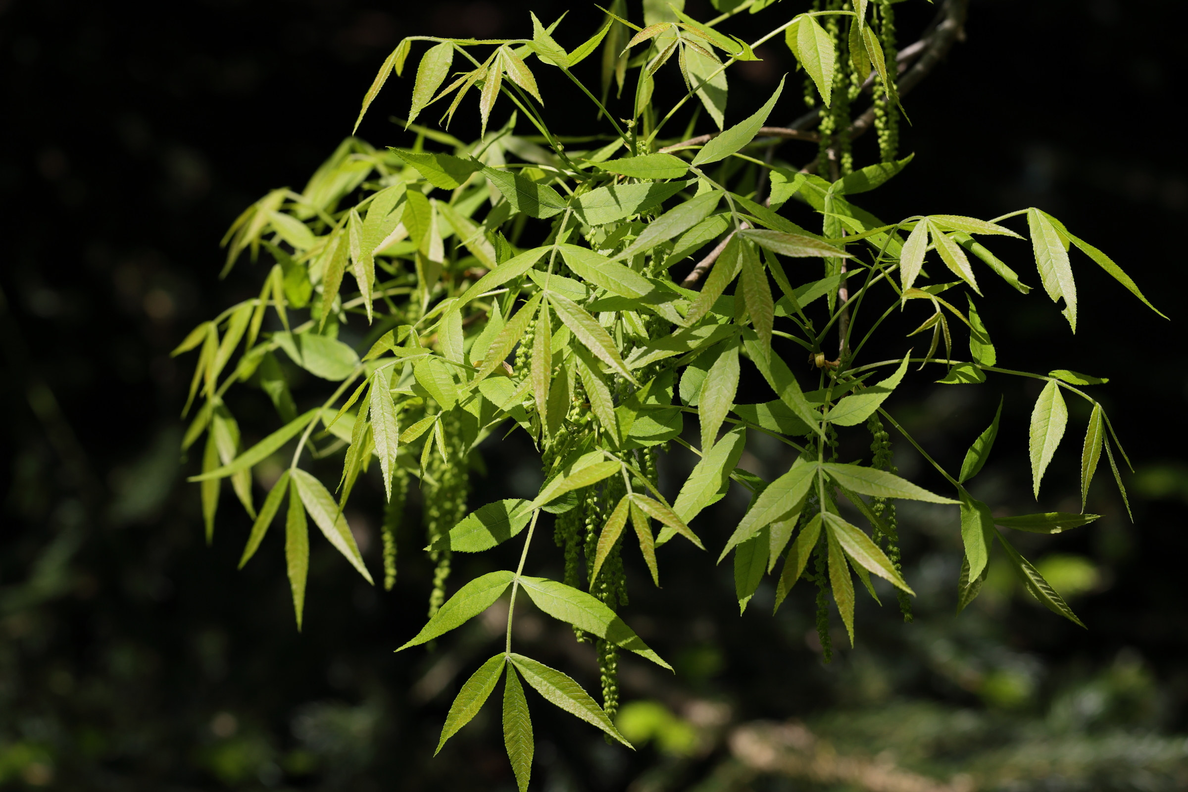 carya_cordiformis1md