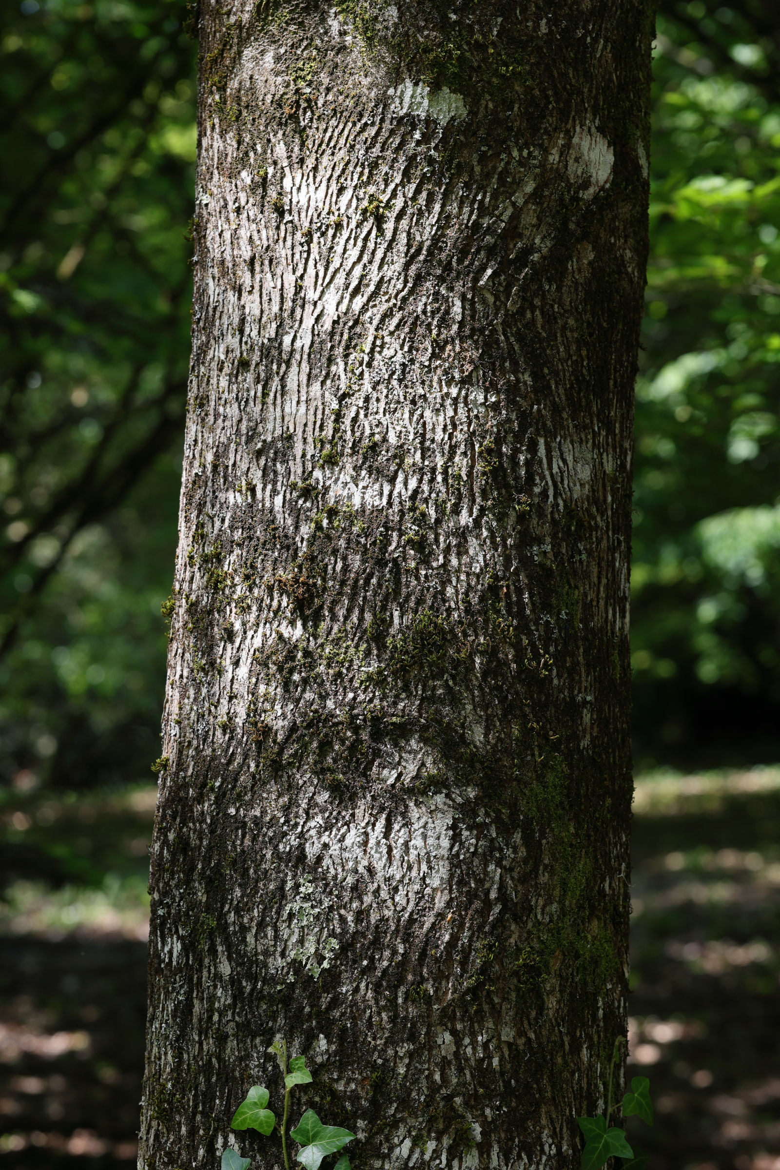 carya_cordiformis2md