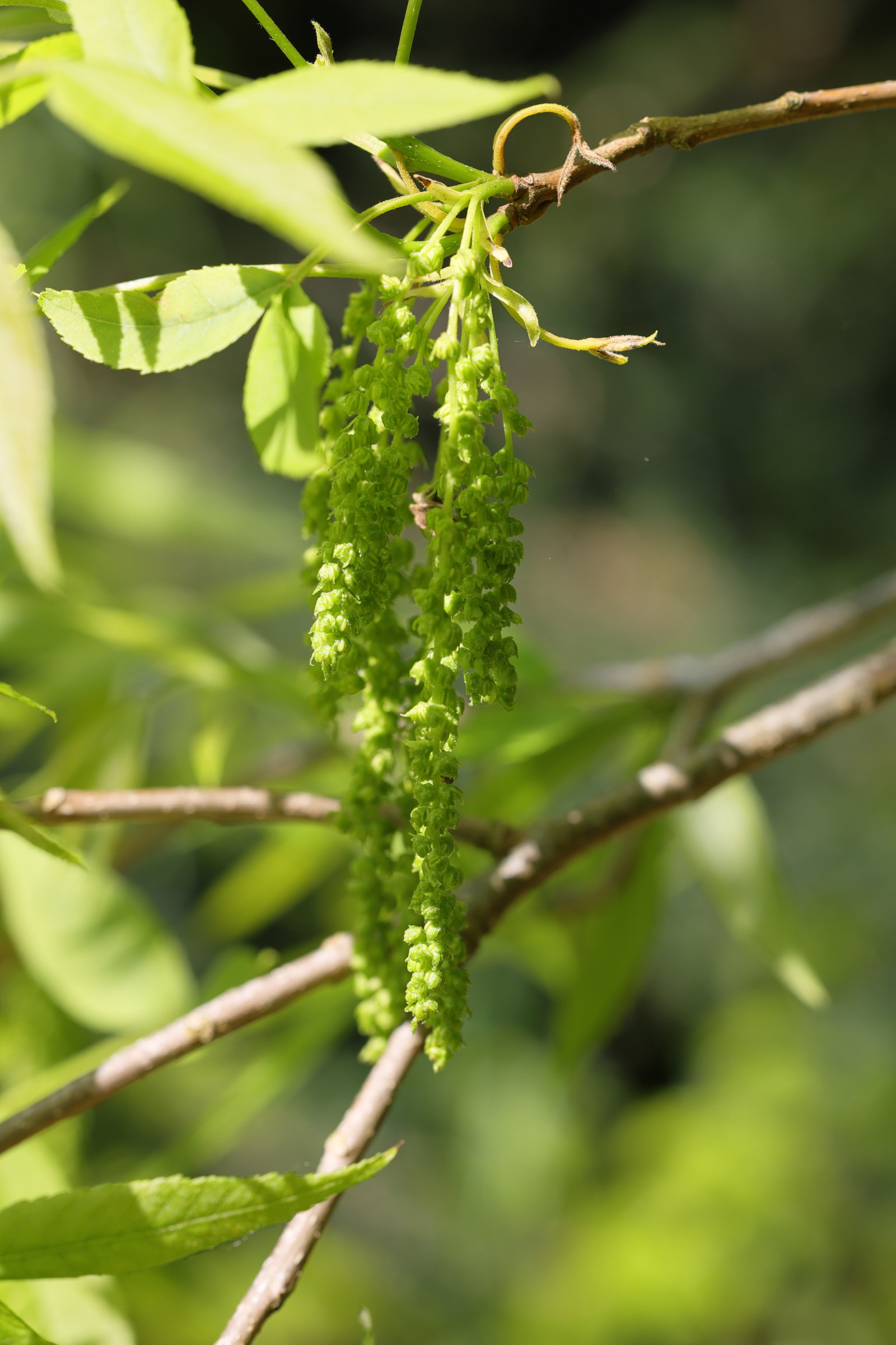 carya_cordiformis3md