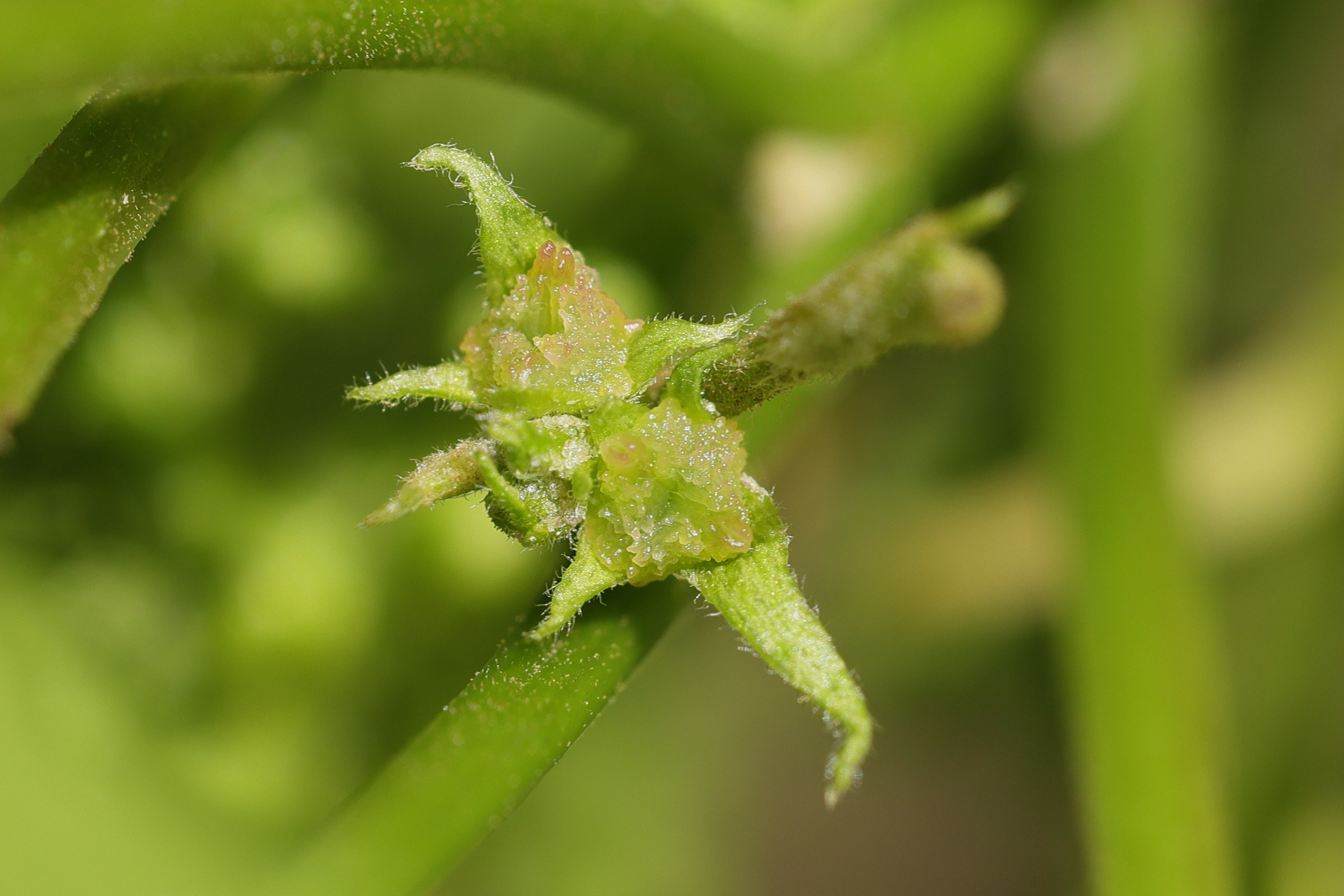 carya_cordiformis4md