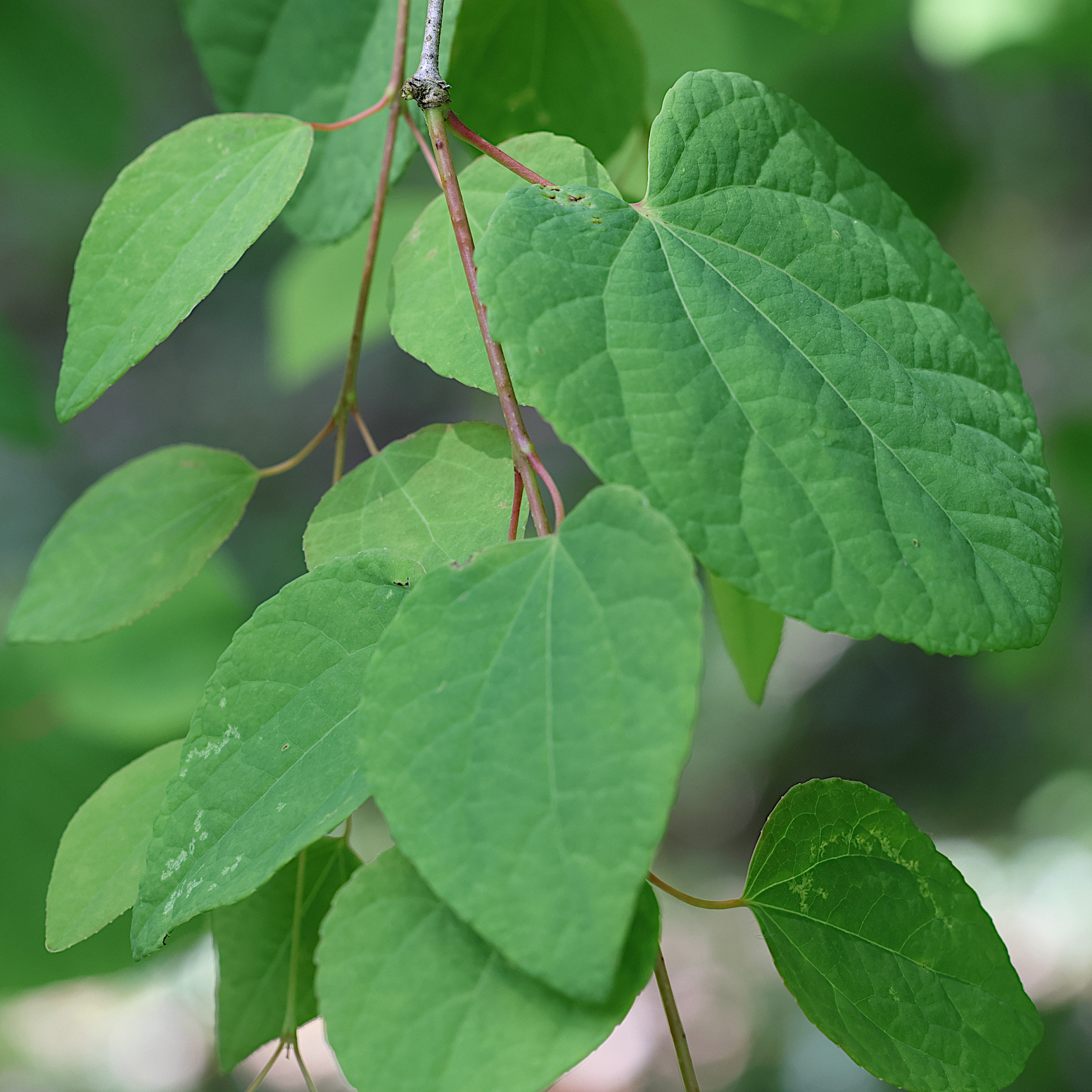 Afficher le média cercidiphyllum_japonicum7md cercidiphyllum_japonicum7md