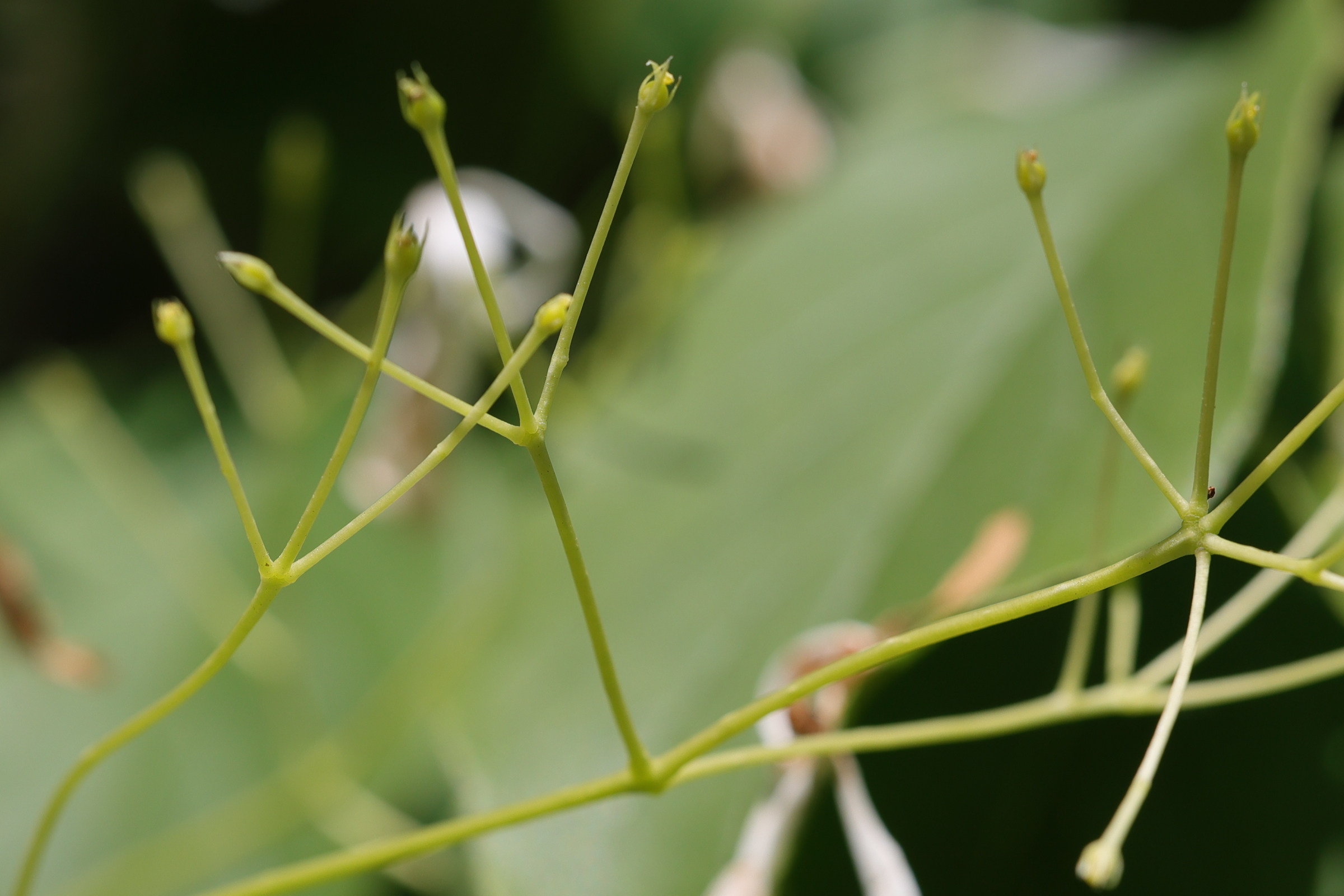 Afficher le média chionanthus_retusus4md chionanthus_retusus4md
