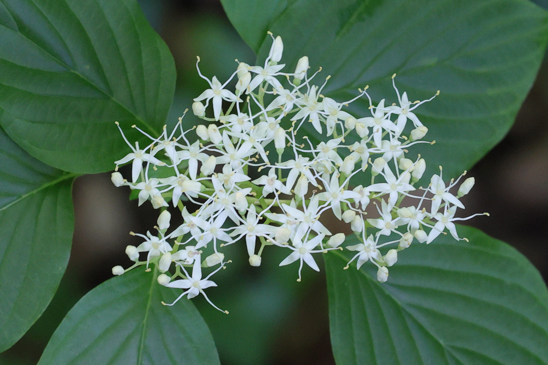 Afficher le média cornus_controversa5md cornus_controversa5md