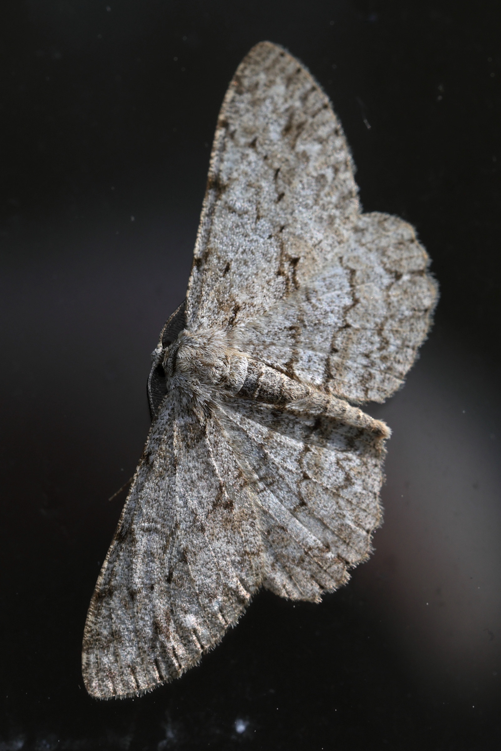 hypomecis_punctinalis3md