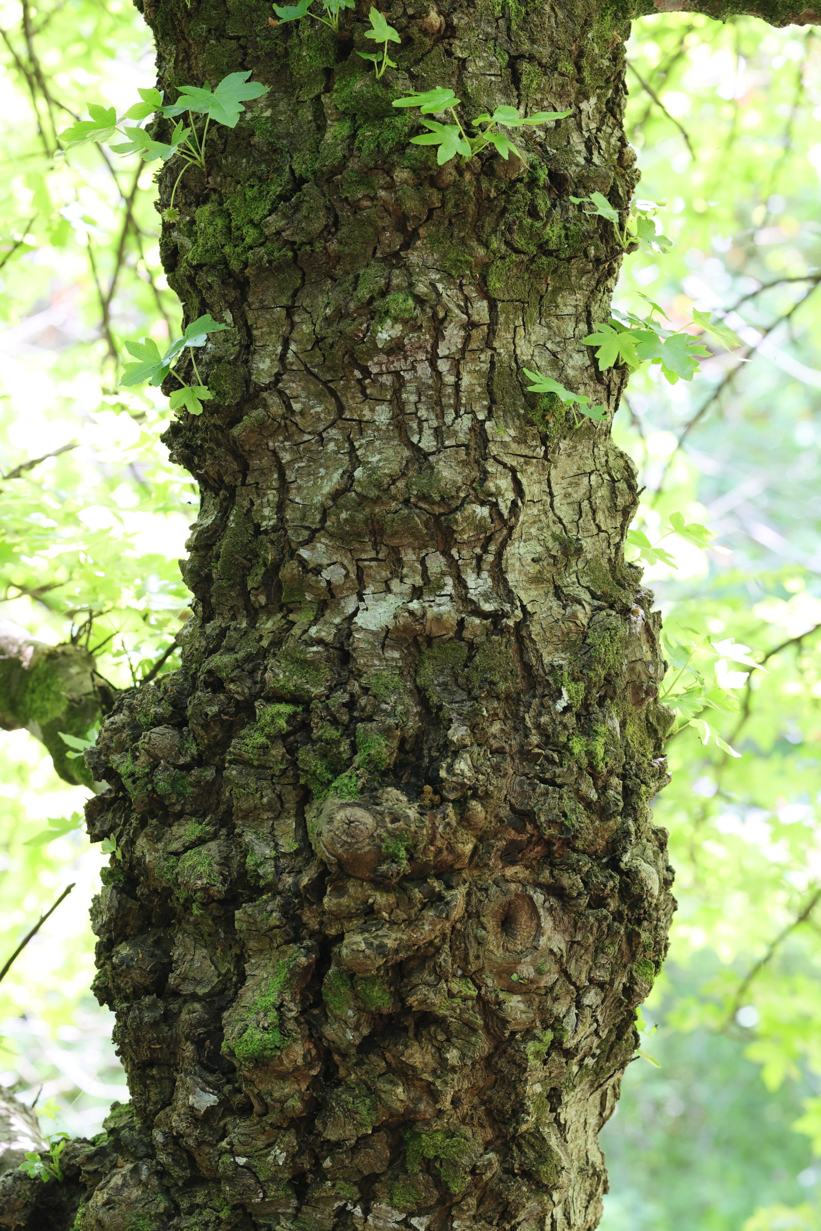 Afficher le média liquidambar_orientalis2md liquidambar_orientalis2md