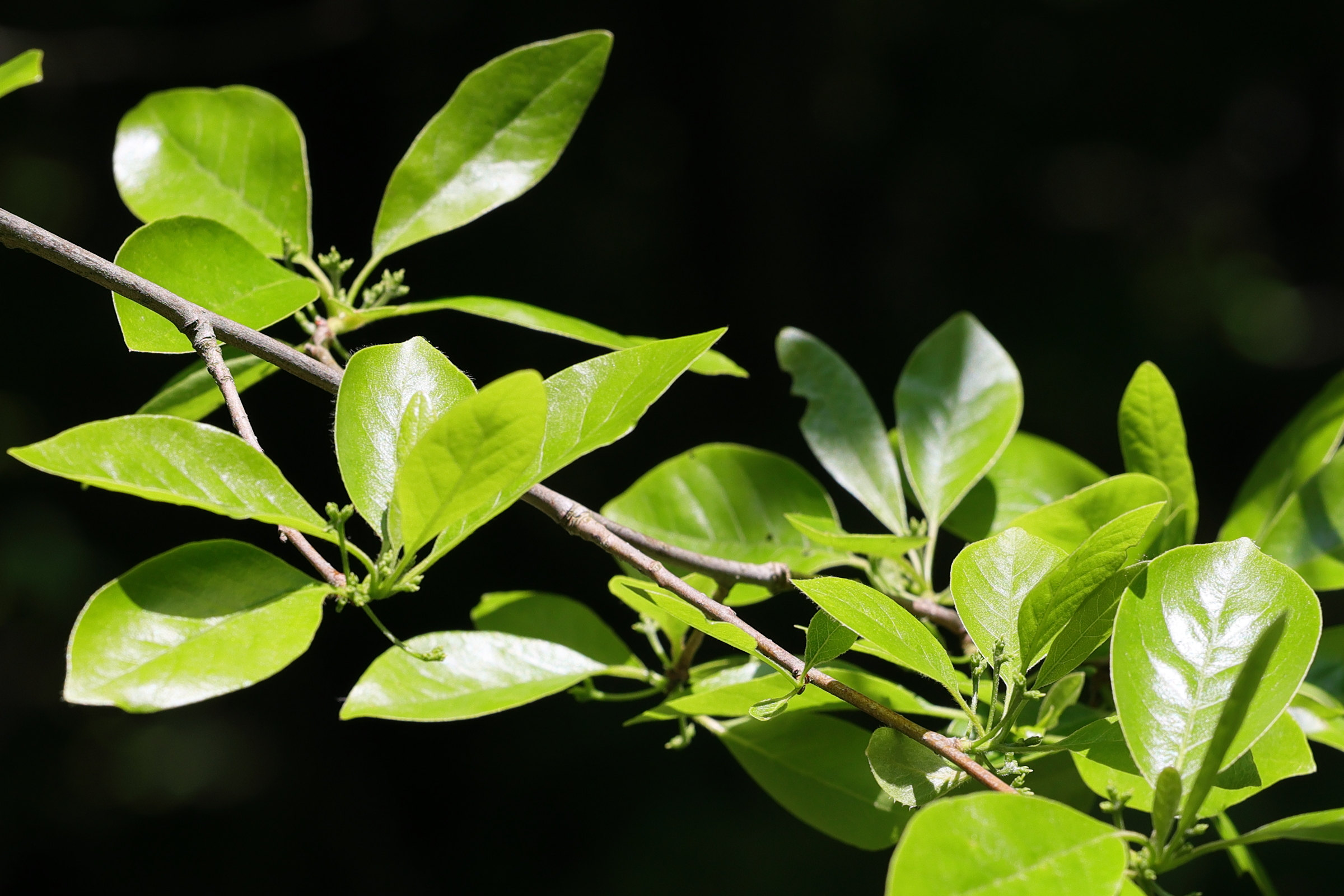 Afficher le média nyssa_sylvatica4md nyssa_sylvatica4md