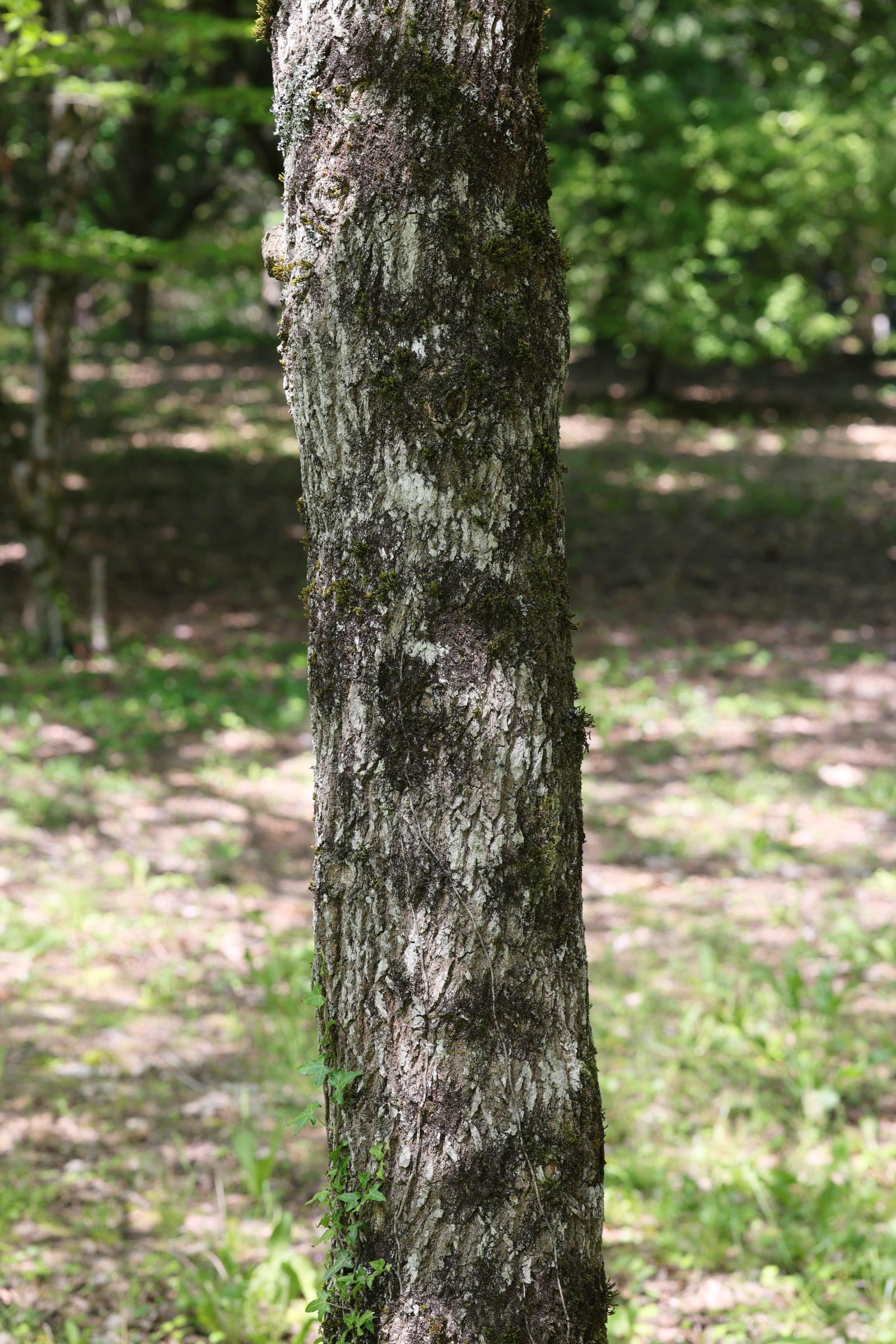 Afficher le média nyssa_sylvatica5md nyssa_sylvatica5md