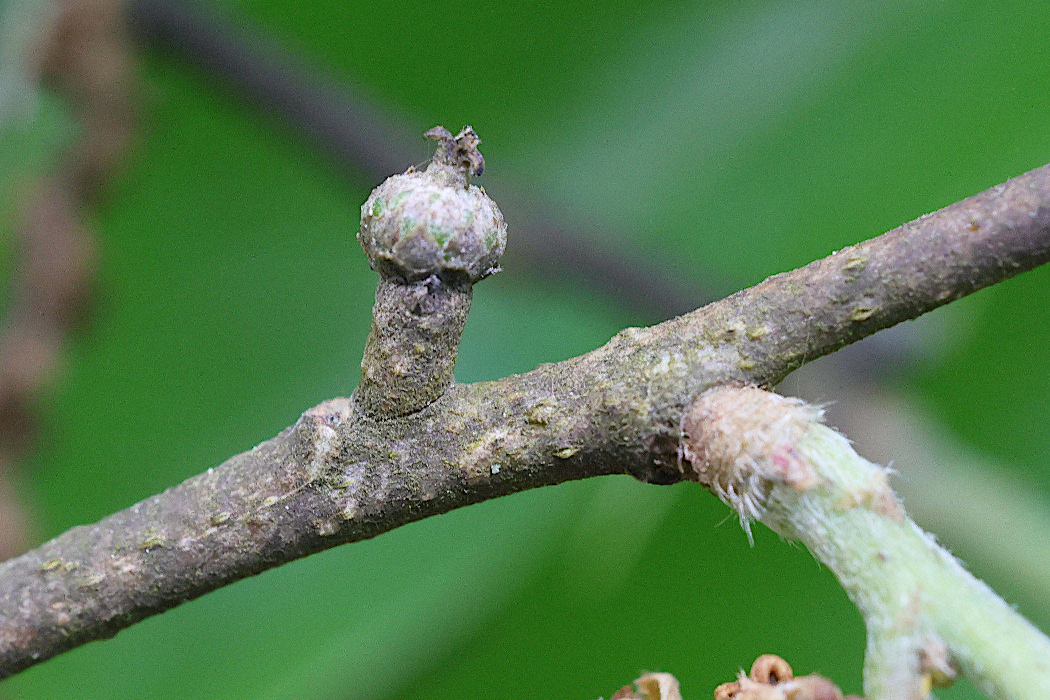 quercus_acutissima6md