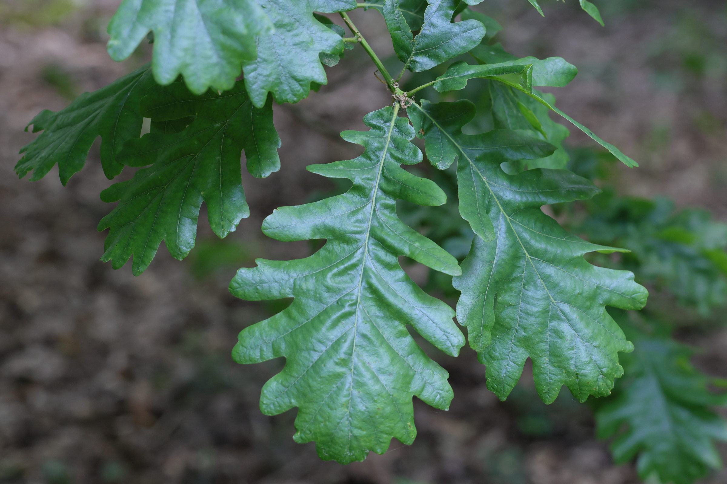 quercus_frainetto1md