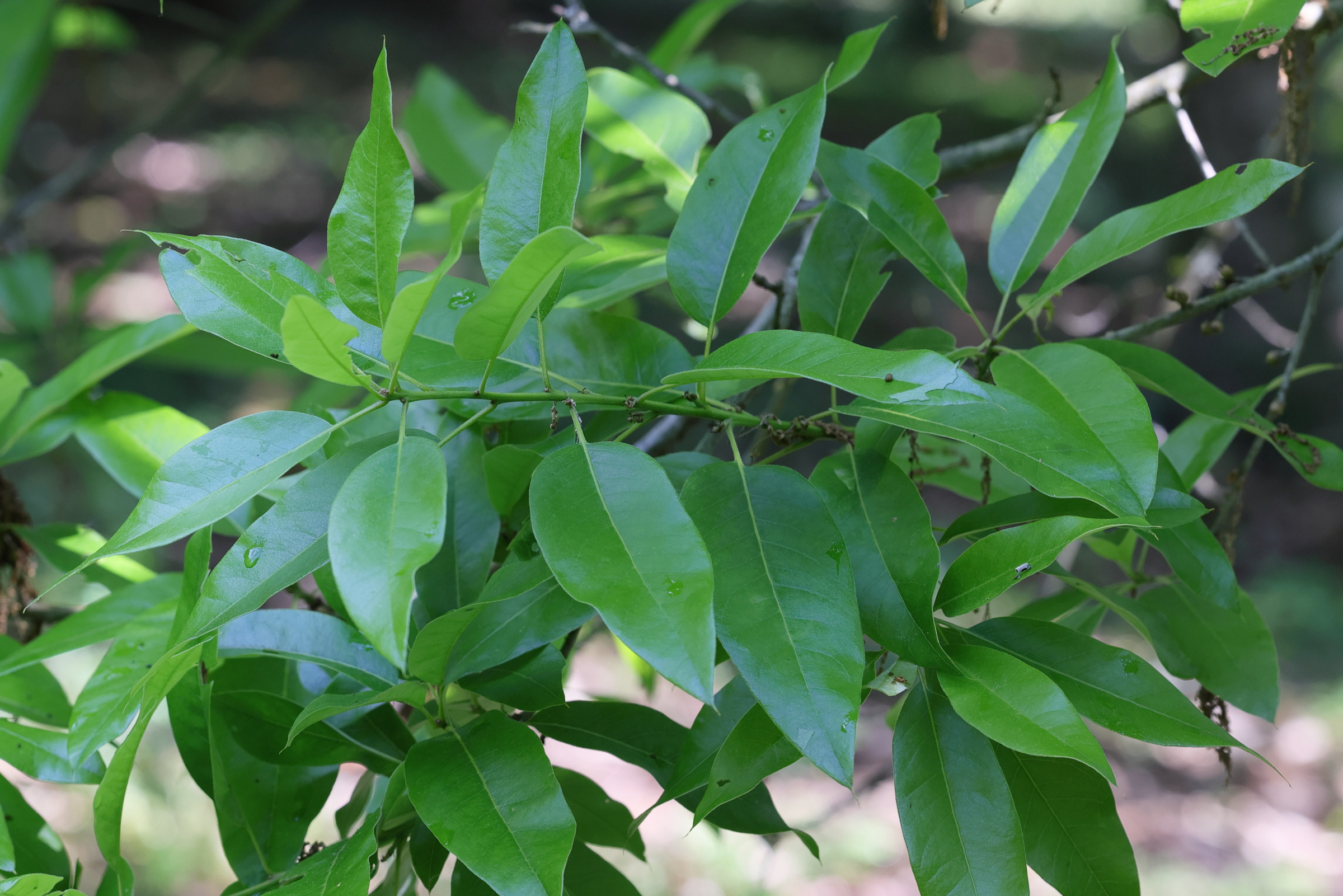 Afficher le média quercus_imbricaria3md quercus_imbricaria3md