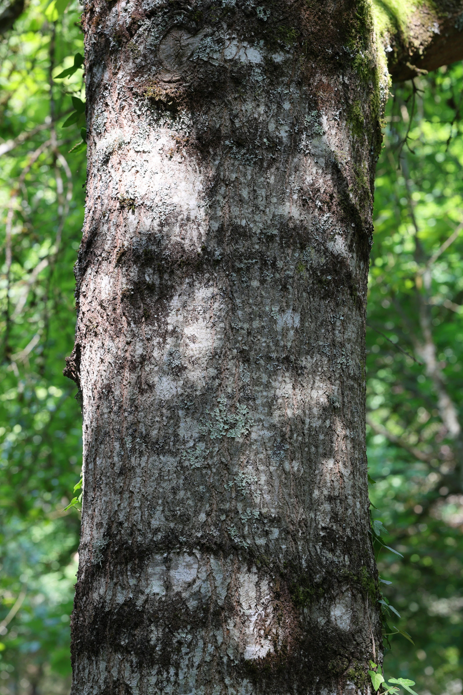 Afficher le média quercus_imbricaria4md quercus_imbricaria4md