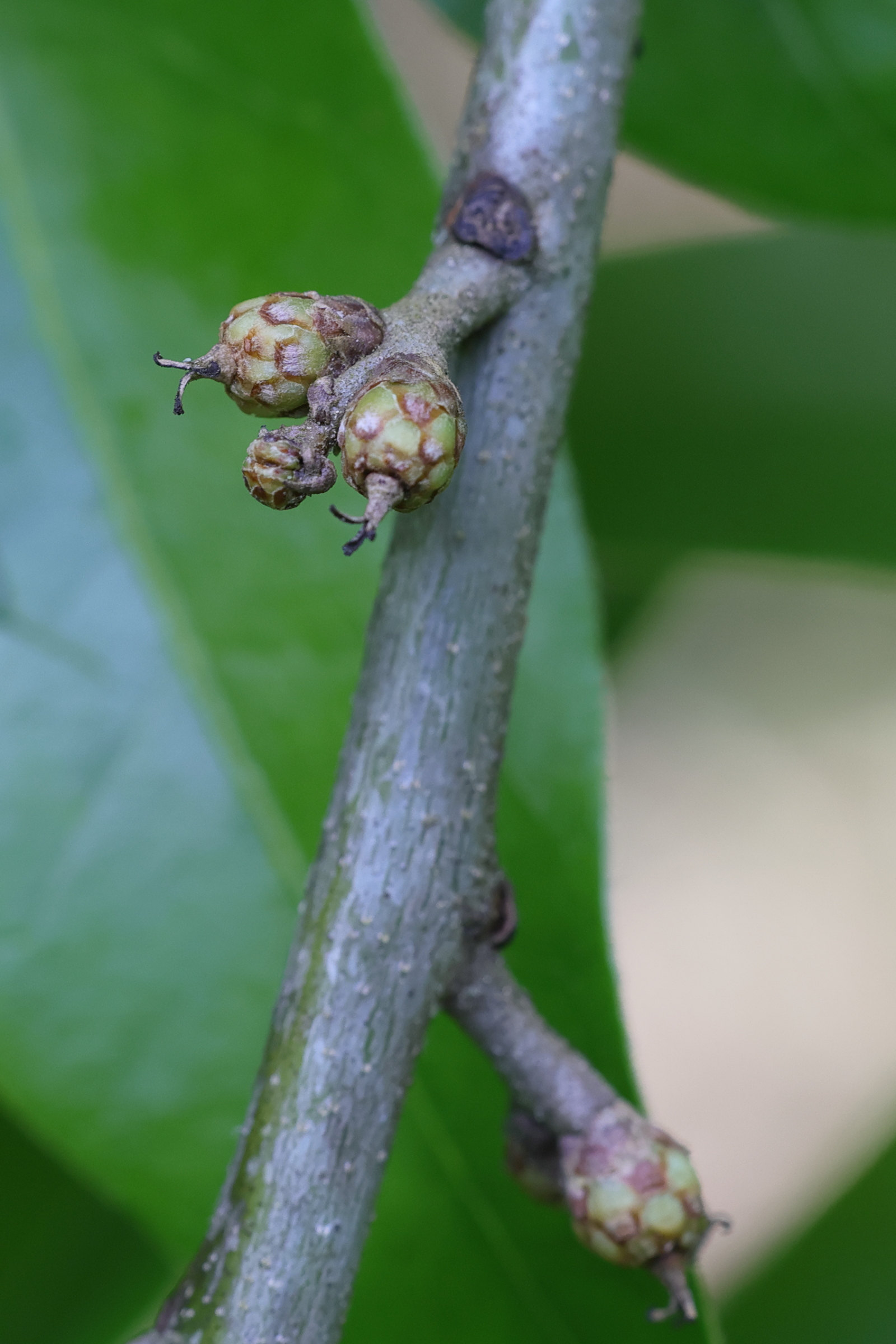 Afficher le média quercus_imbricaria5md quercus_imbricaria5md