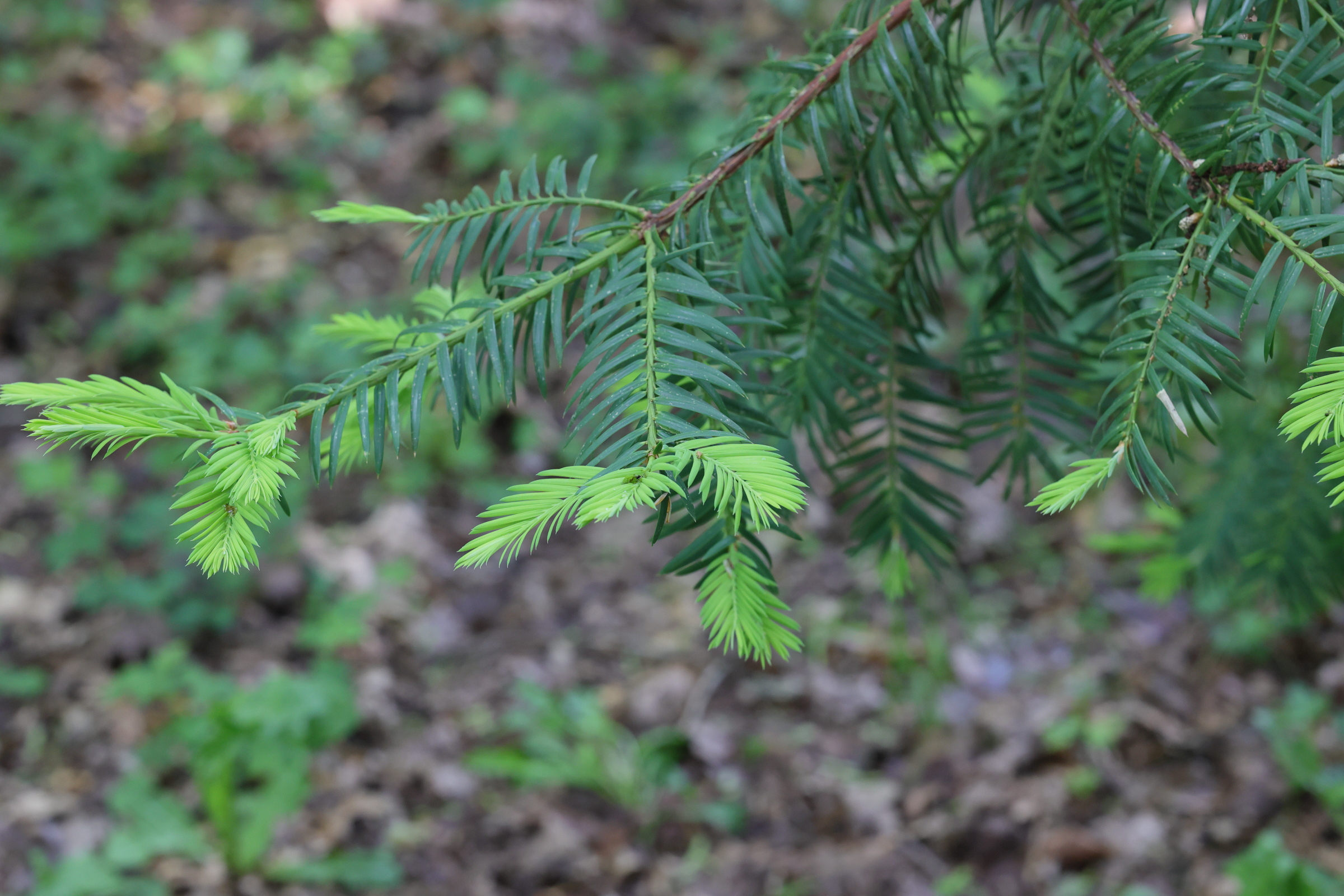 torreya_californica3md