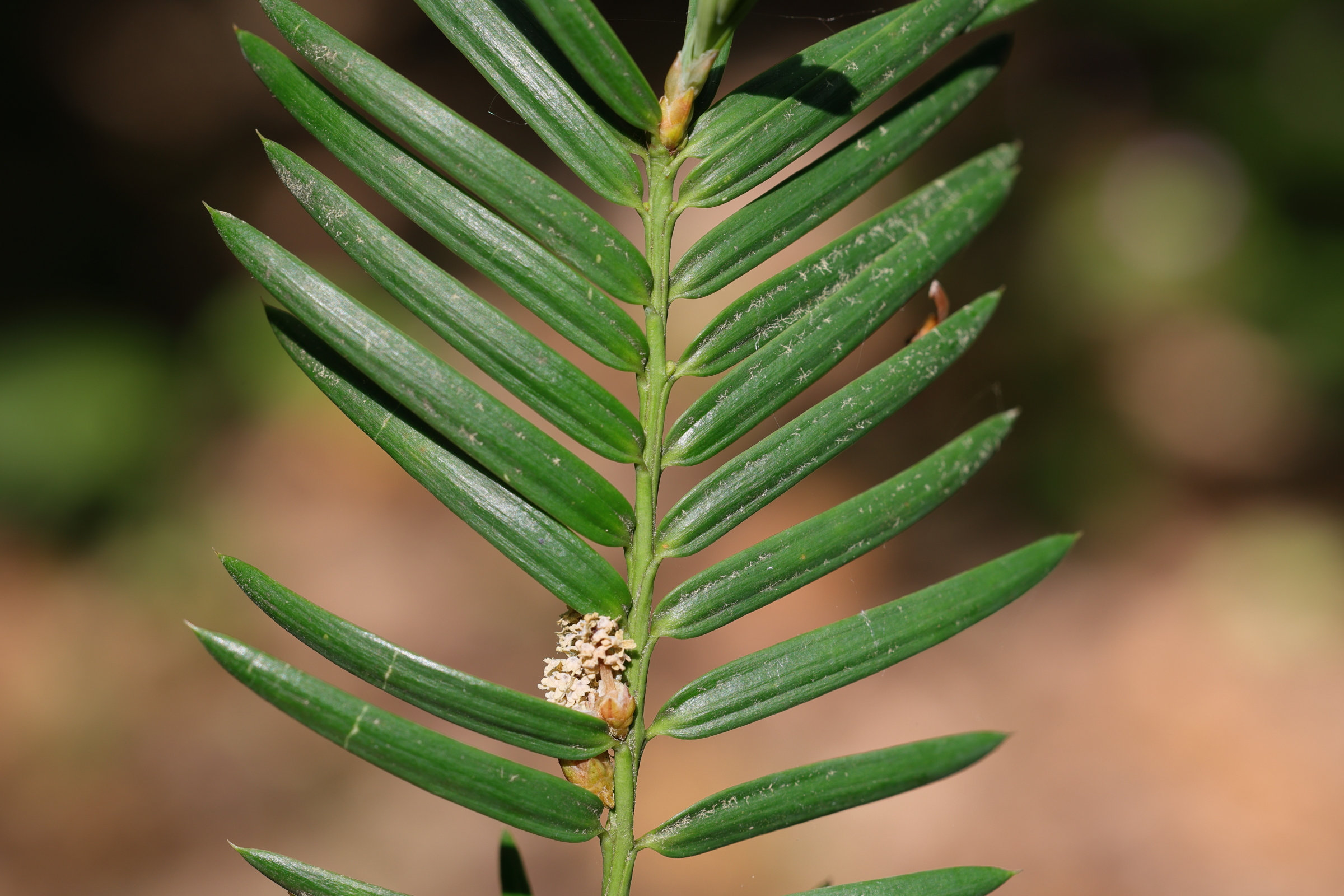 torreya_californica4md