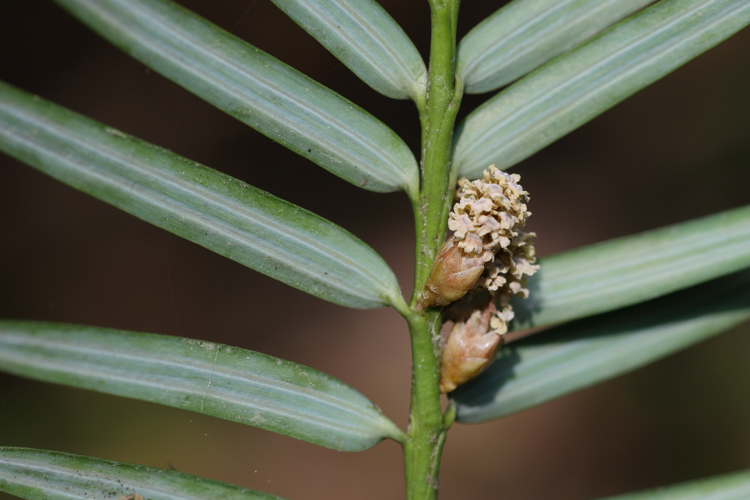 torreya_californica5md