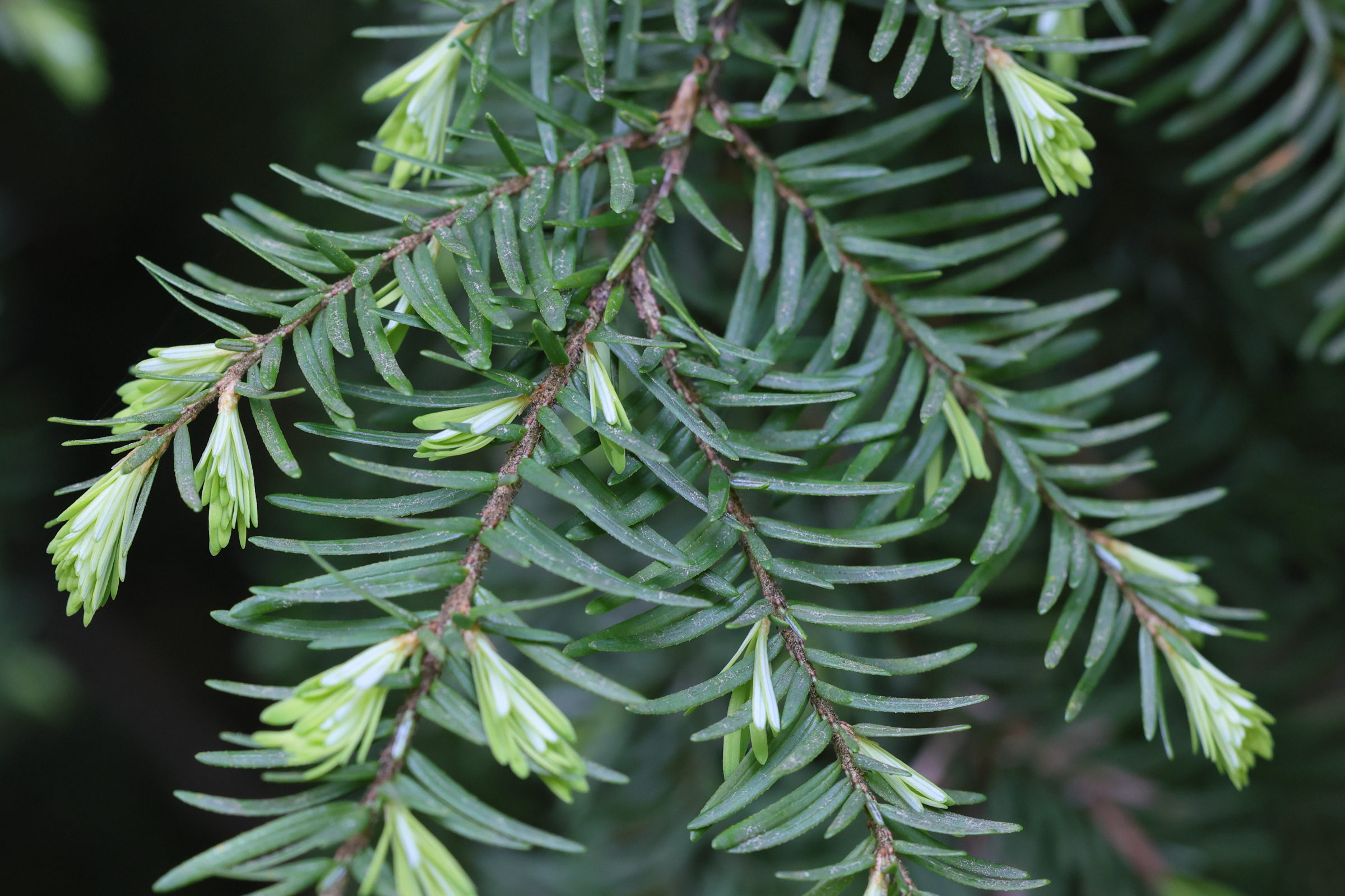 tsuga_heterophylla6md