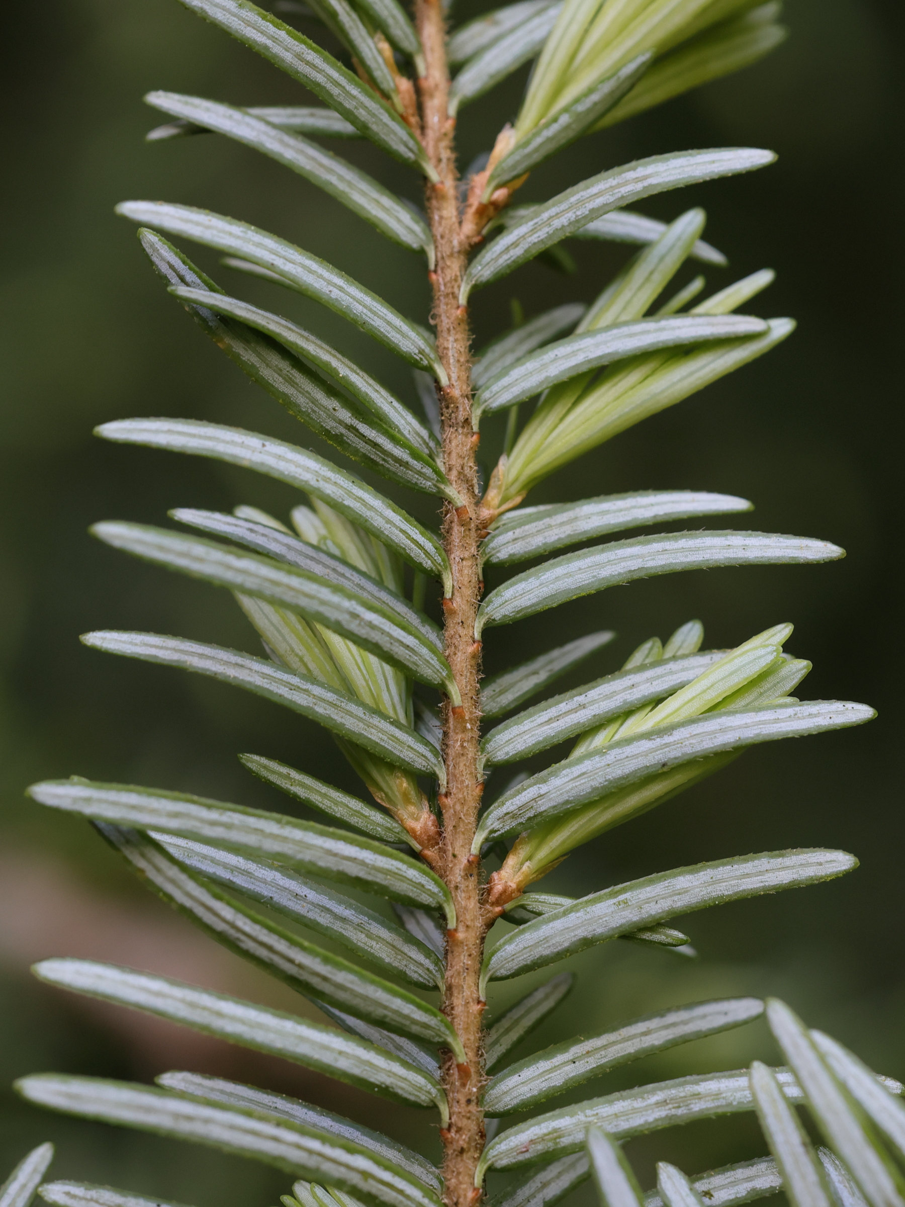 tsuga_heterophylla7md