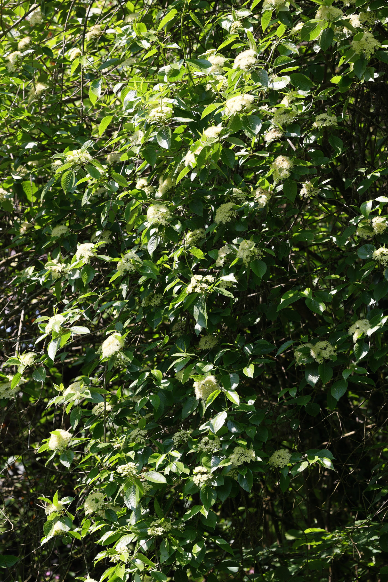 Afficher le média viburnum_lentago2md viburnum_lentago2md