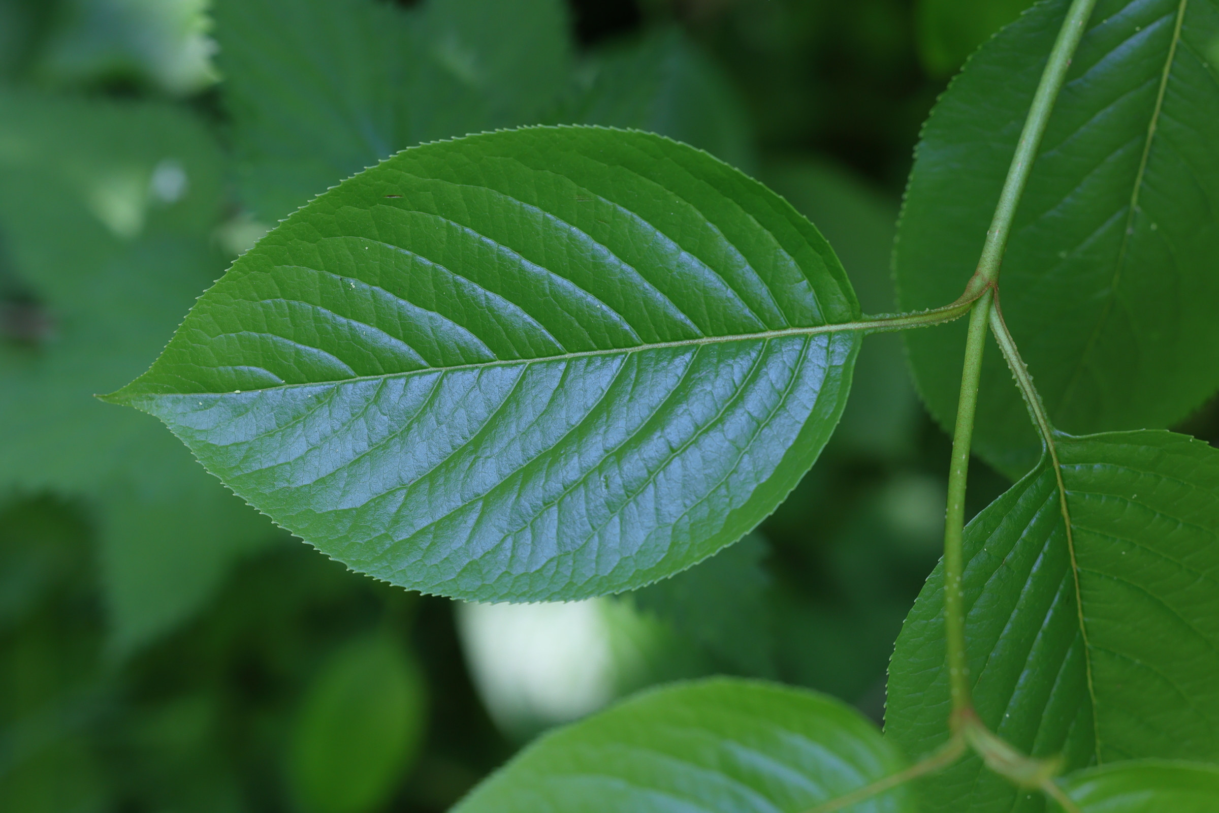 Afficher le média viburnum_lentago3md viburnum_lentago3md
