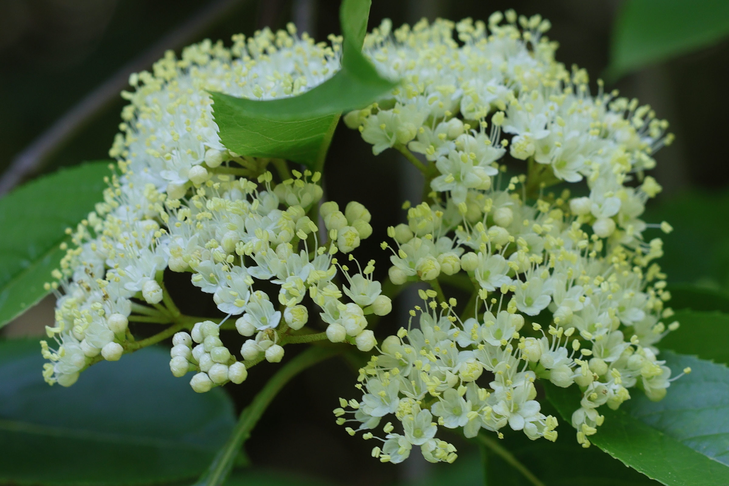 Afficher le média viburnum_lentago4md viburnum_lentago4md